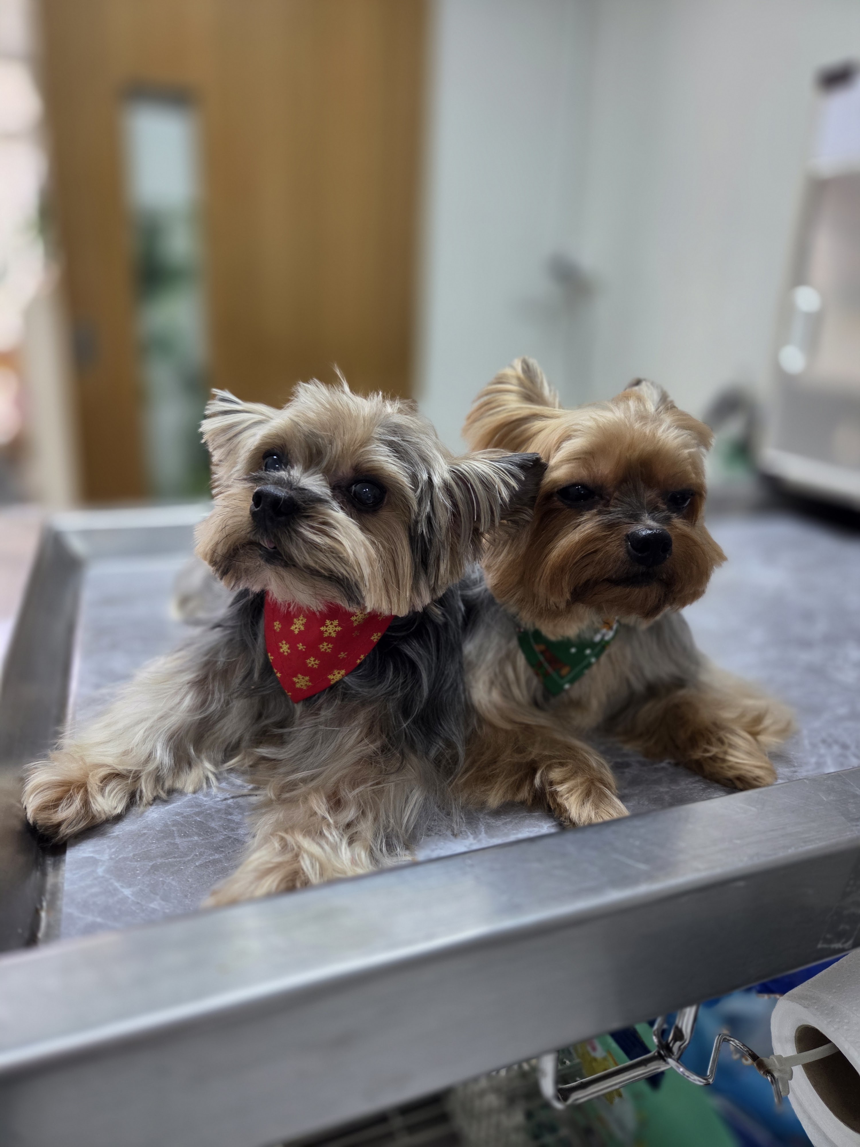 Yothin Pet Clinic