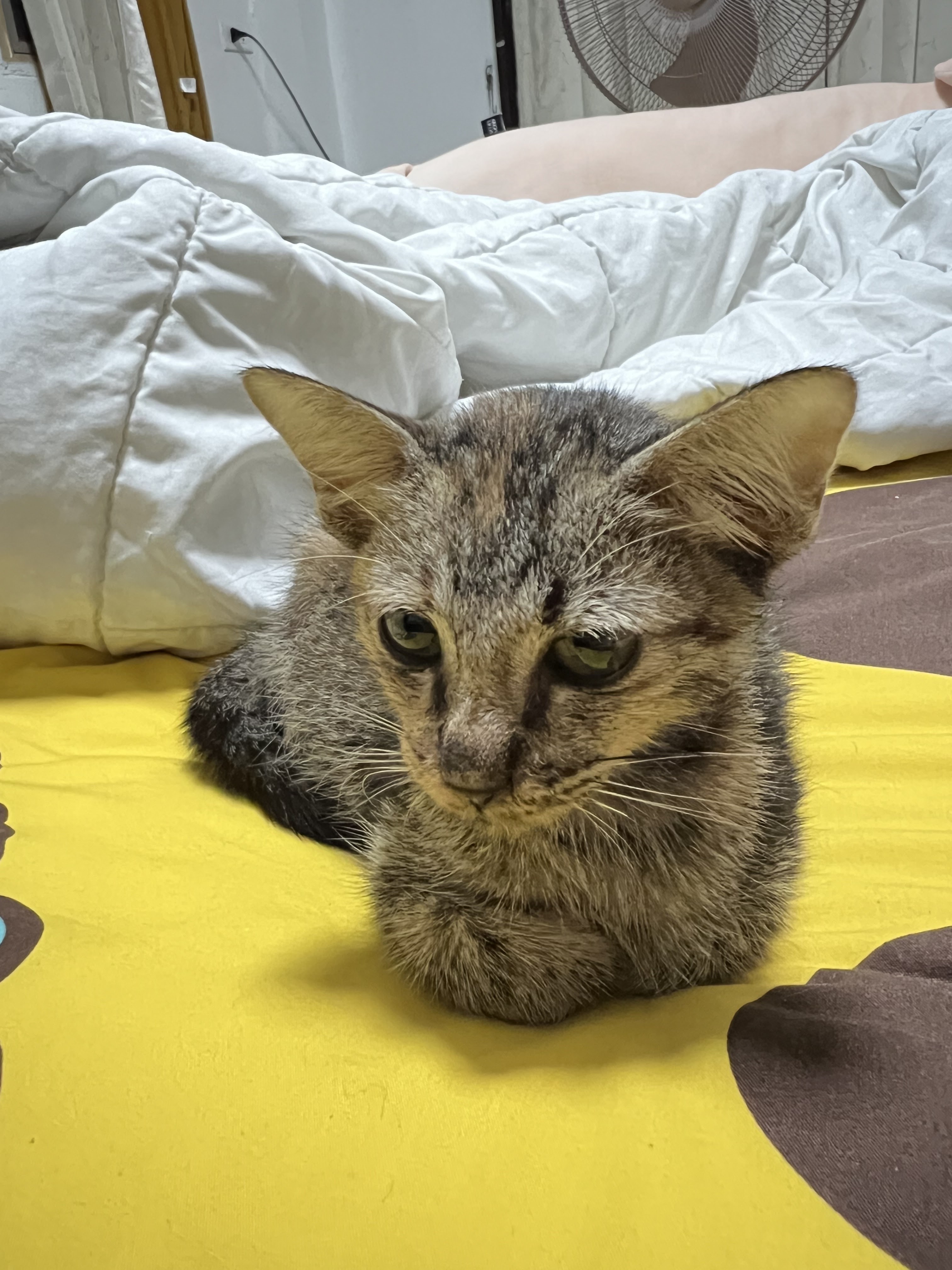 Kwankhet Animal Hospital | Neutering cats, bathing, pet grooming Animal hotels