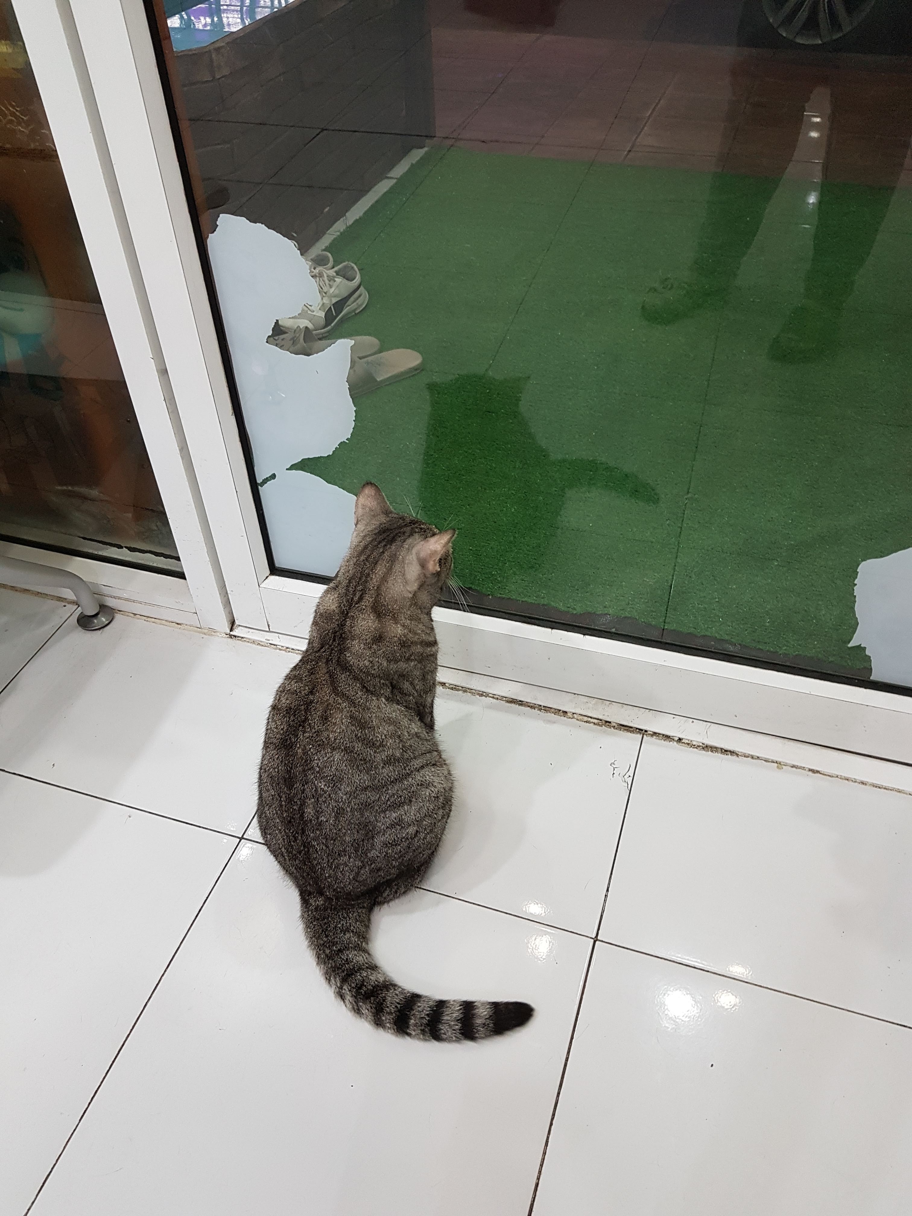 Sena Veterinary Polyclinic