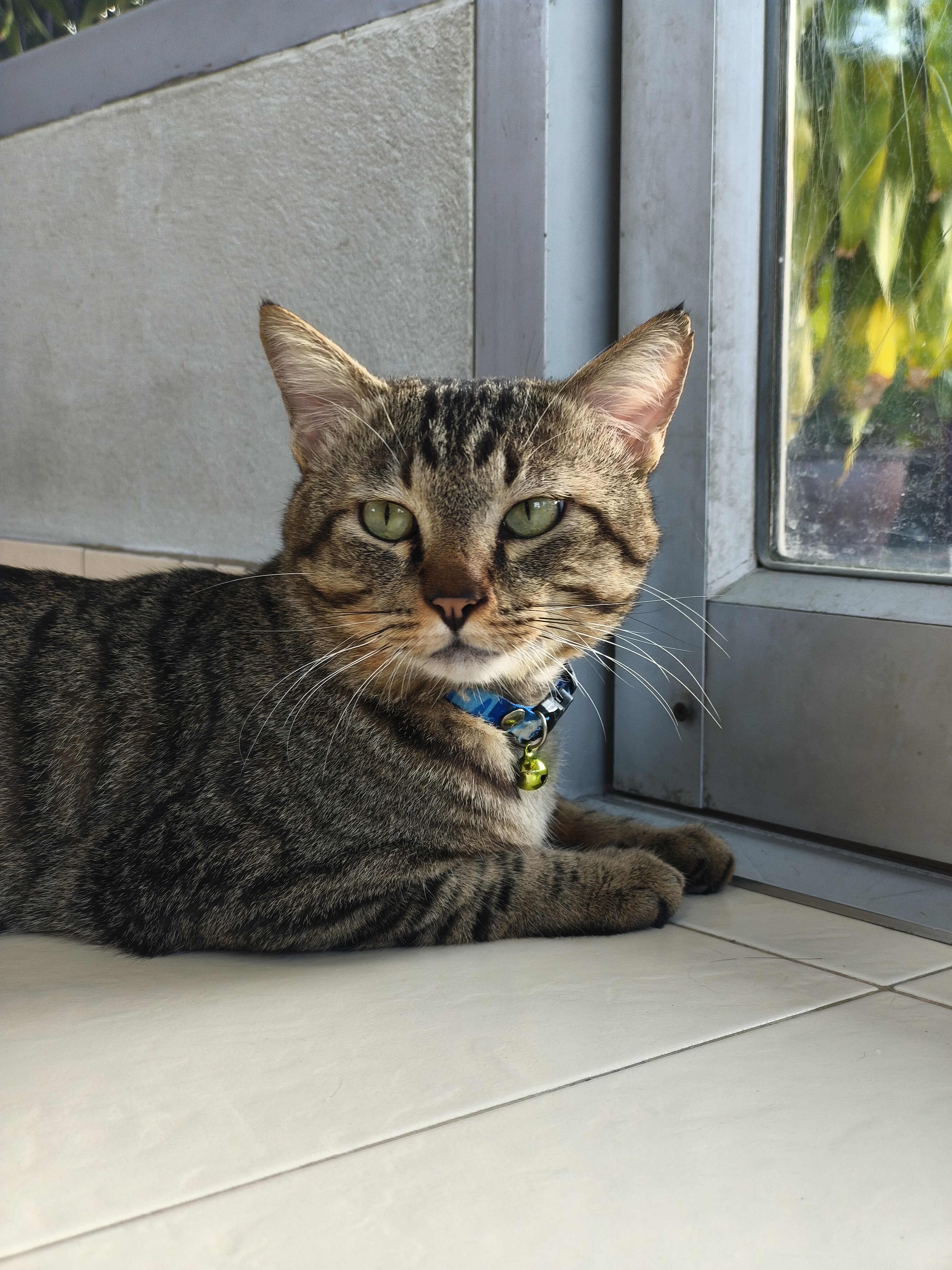 Veterinary House Clinic