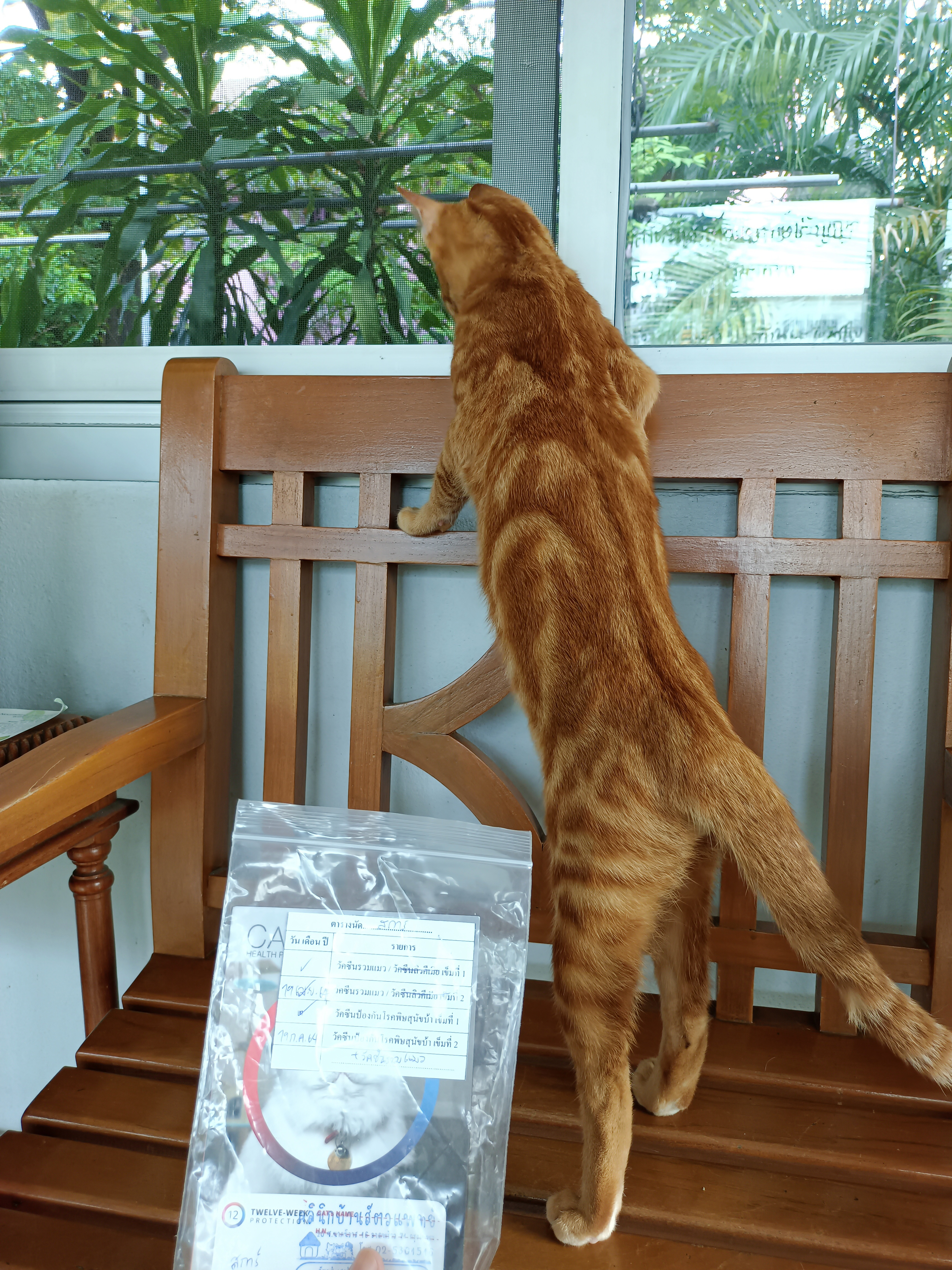 Veterinary House Clinic