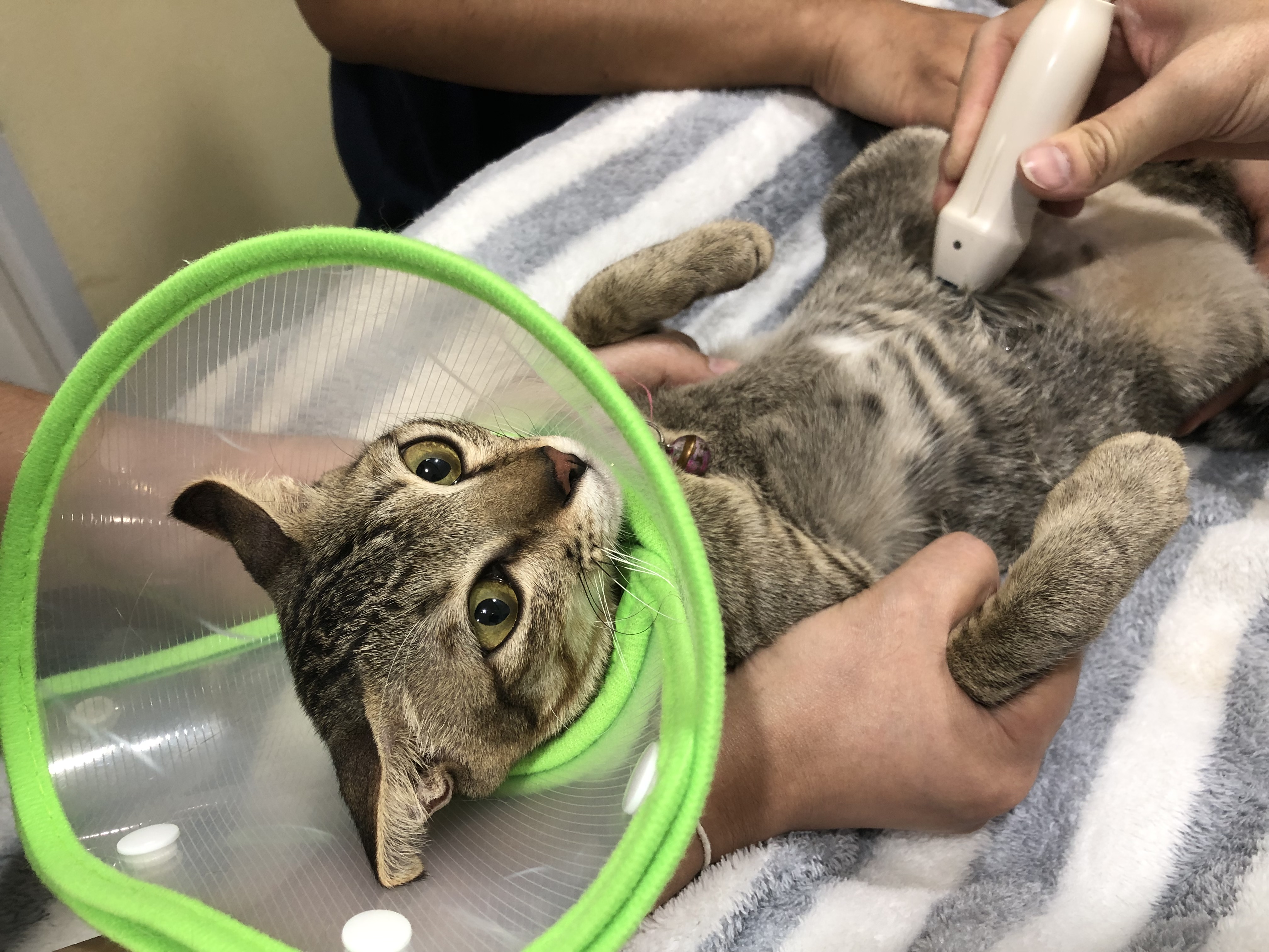 Animal Health Facilities Seri Thai