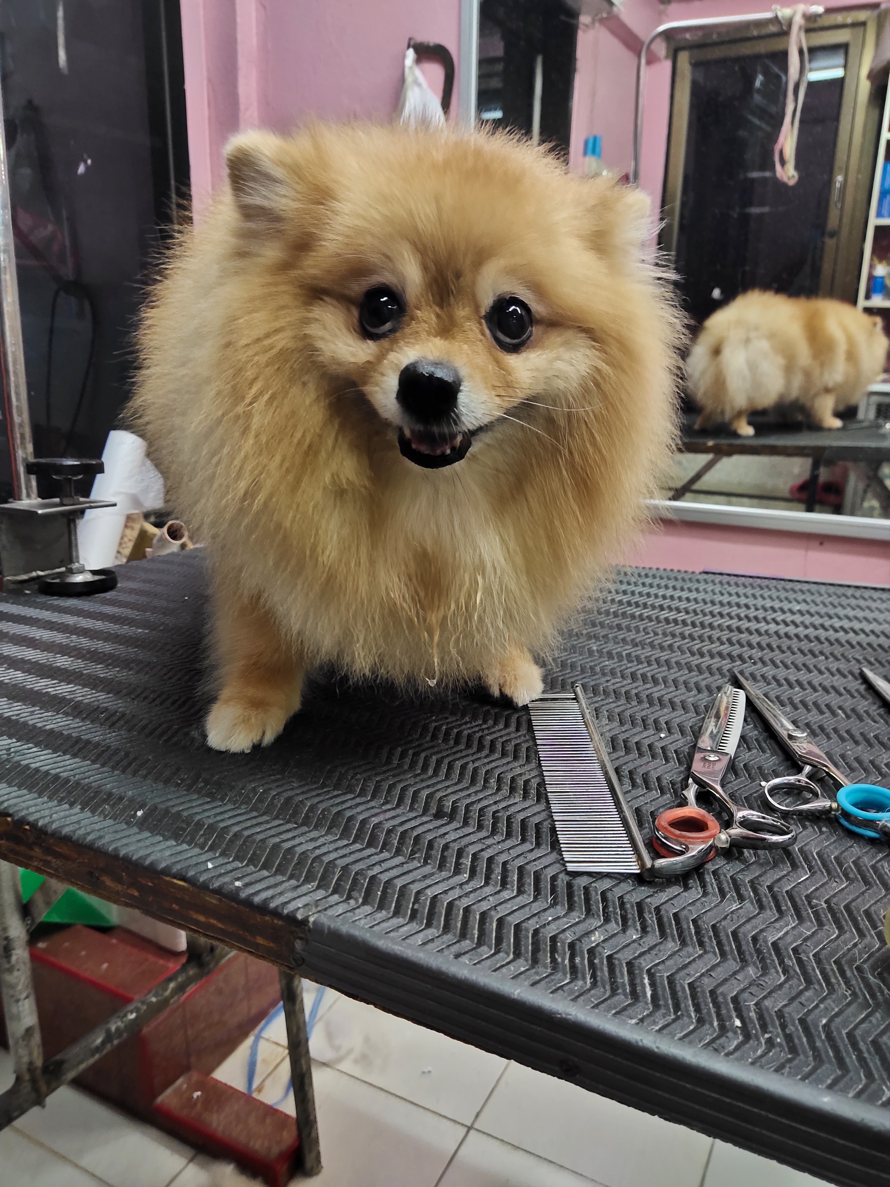 Savitri Veterinarian
