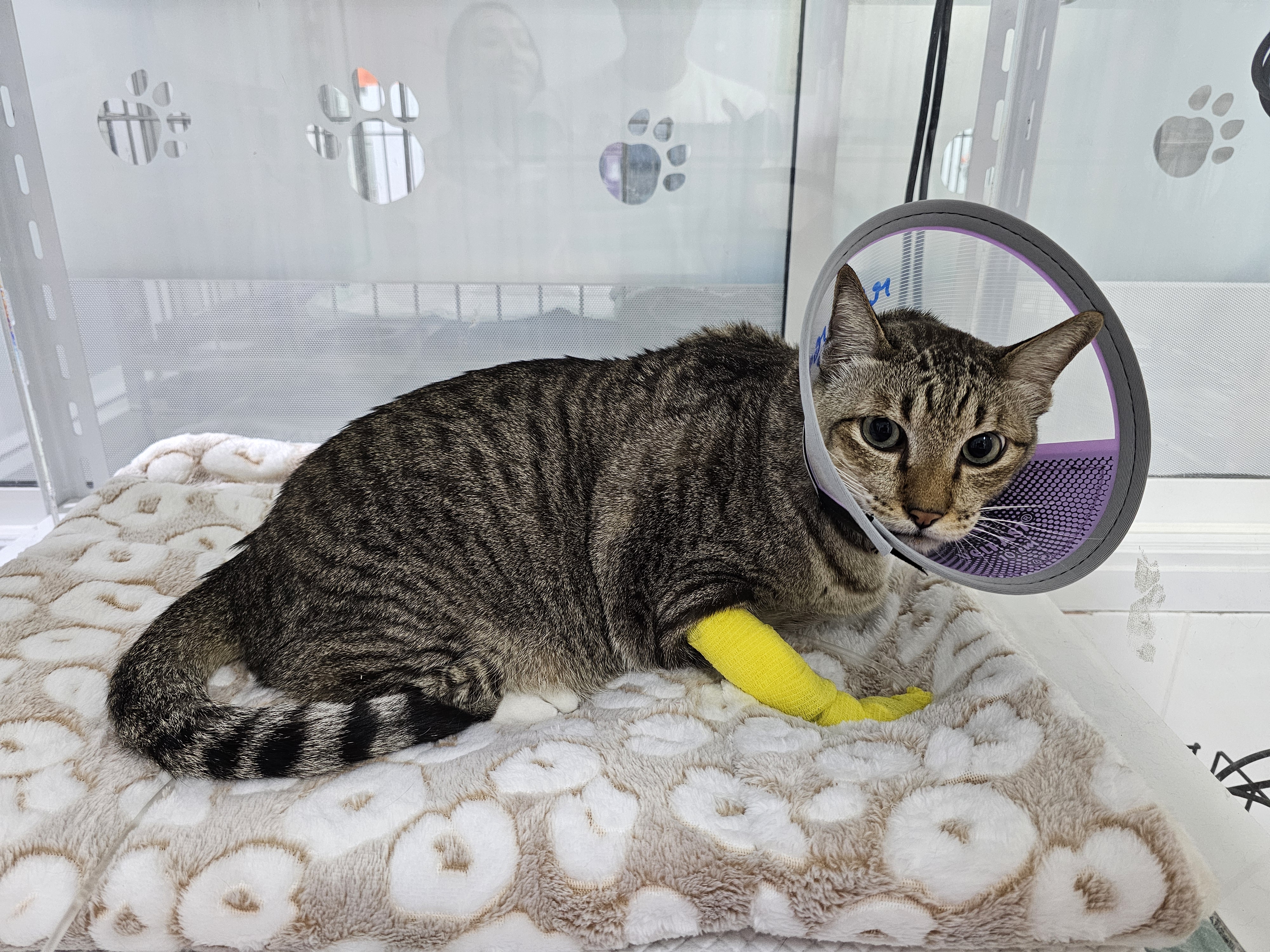 Suan Luang Animal Hospital, Chalerm Prakiet Road Branch