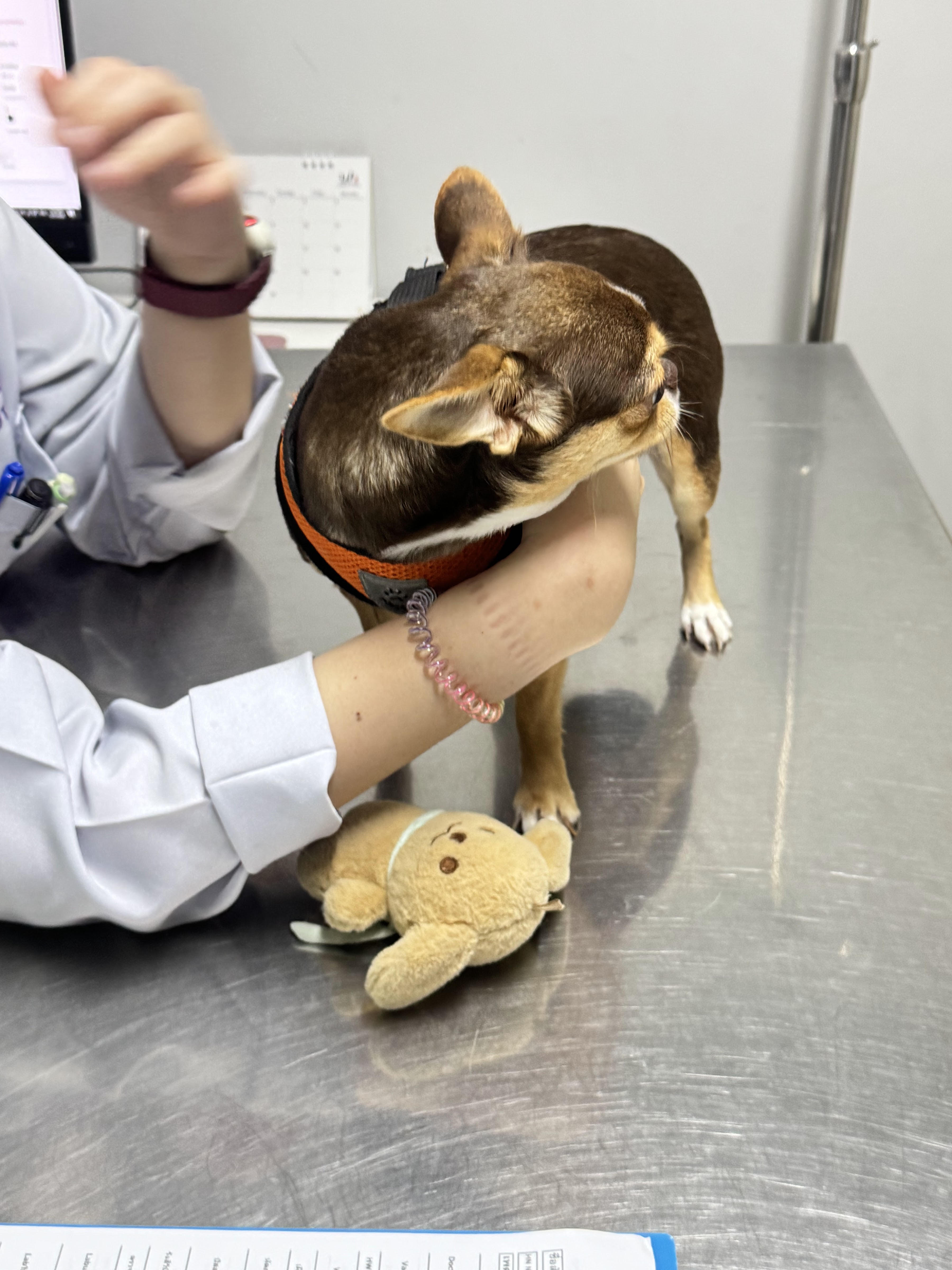 Suan Luang Animal Hospital, Chalerm Prakiet Road Branch
