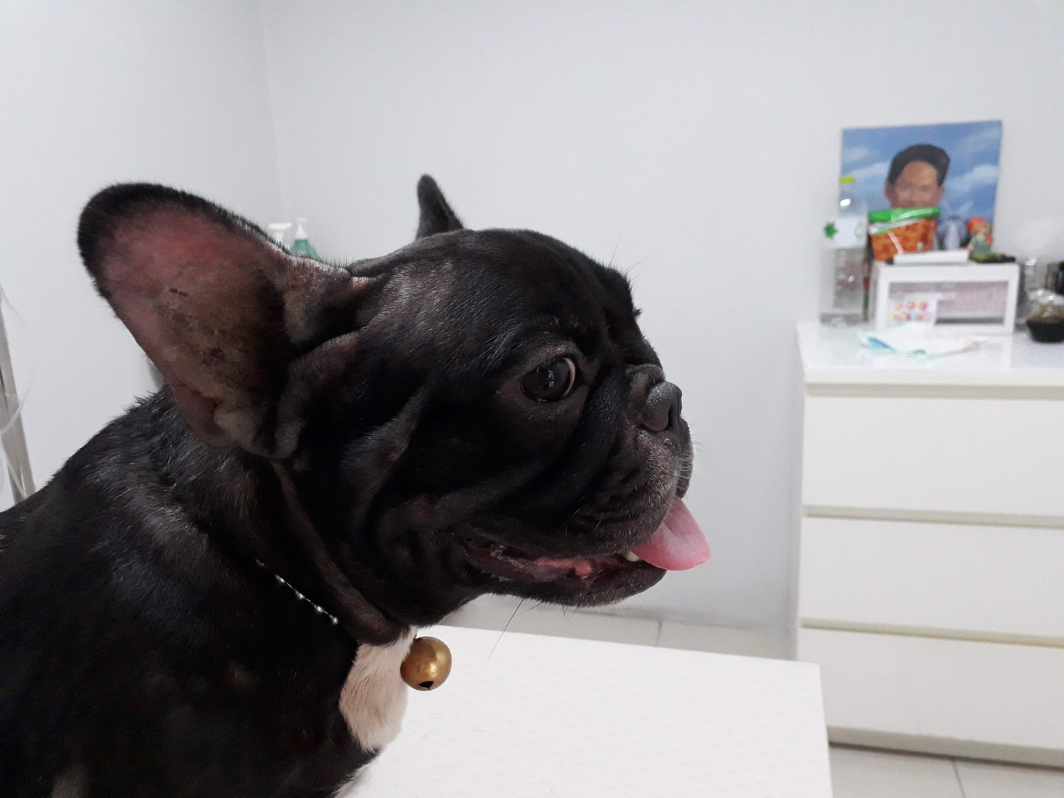 The little doctor treats animals
