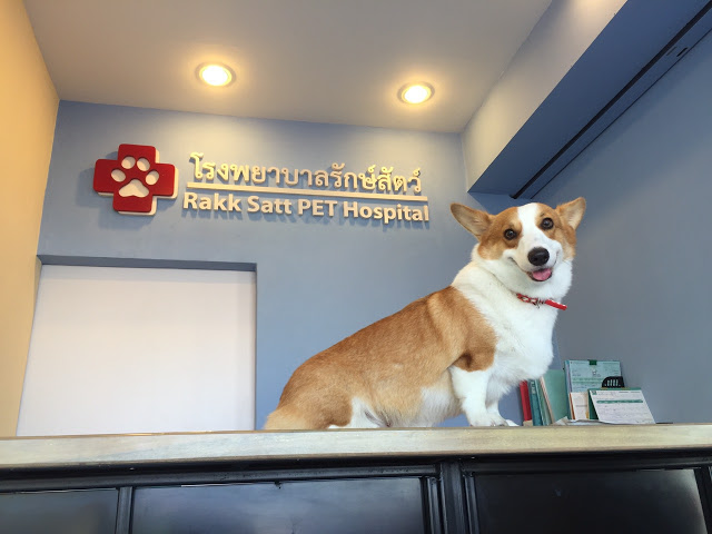 Animal Protection Hospital