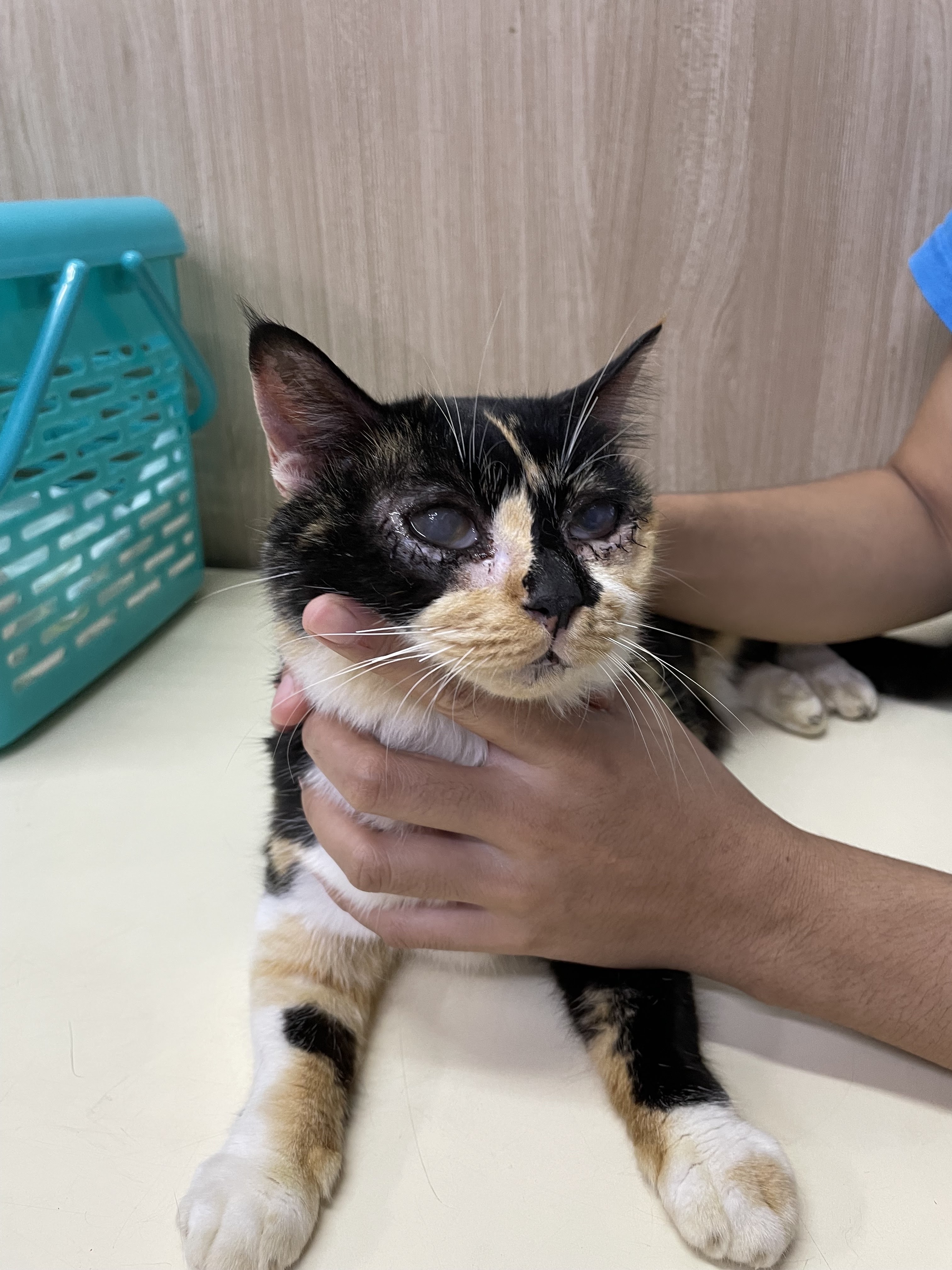 981 Veterinary Clinic
