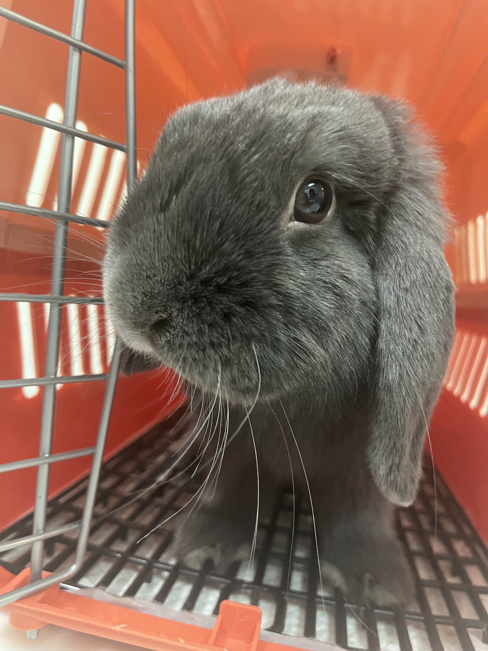 All Best Pet Hospital