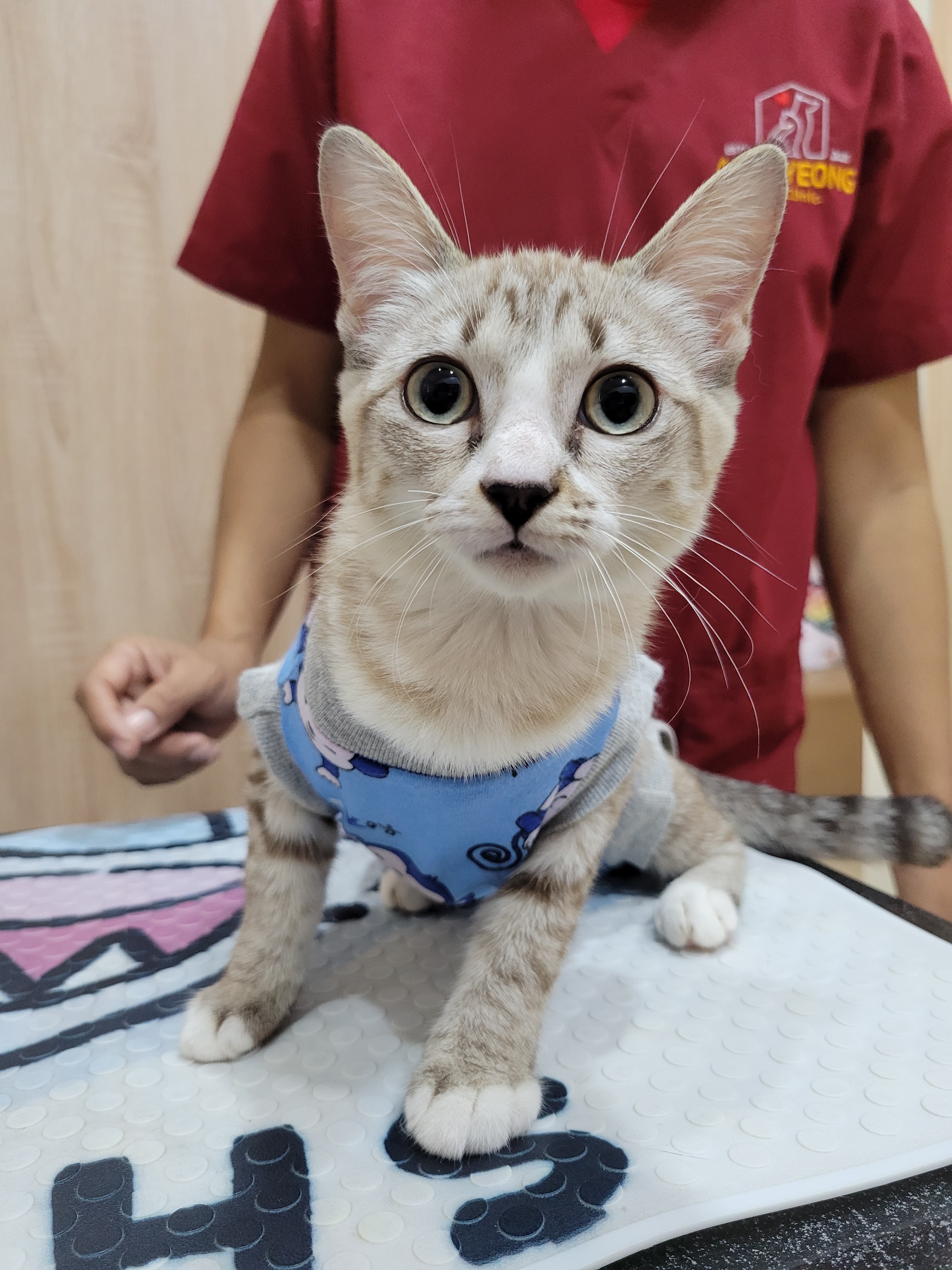 Annyeong Pet Clinic 77
