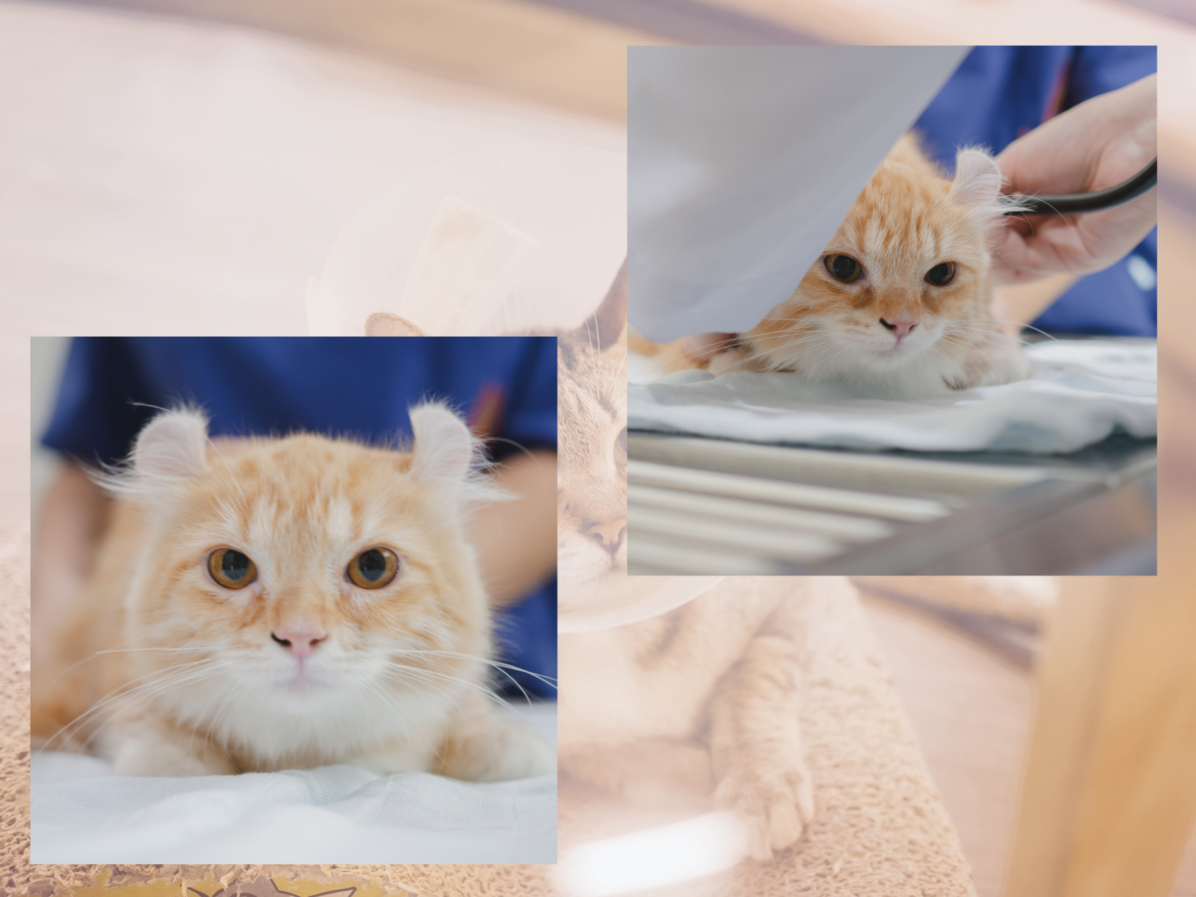 aplus animal hospital