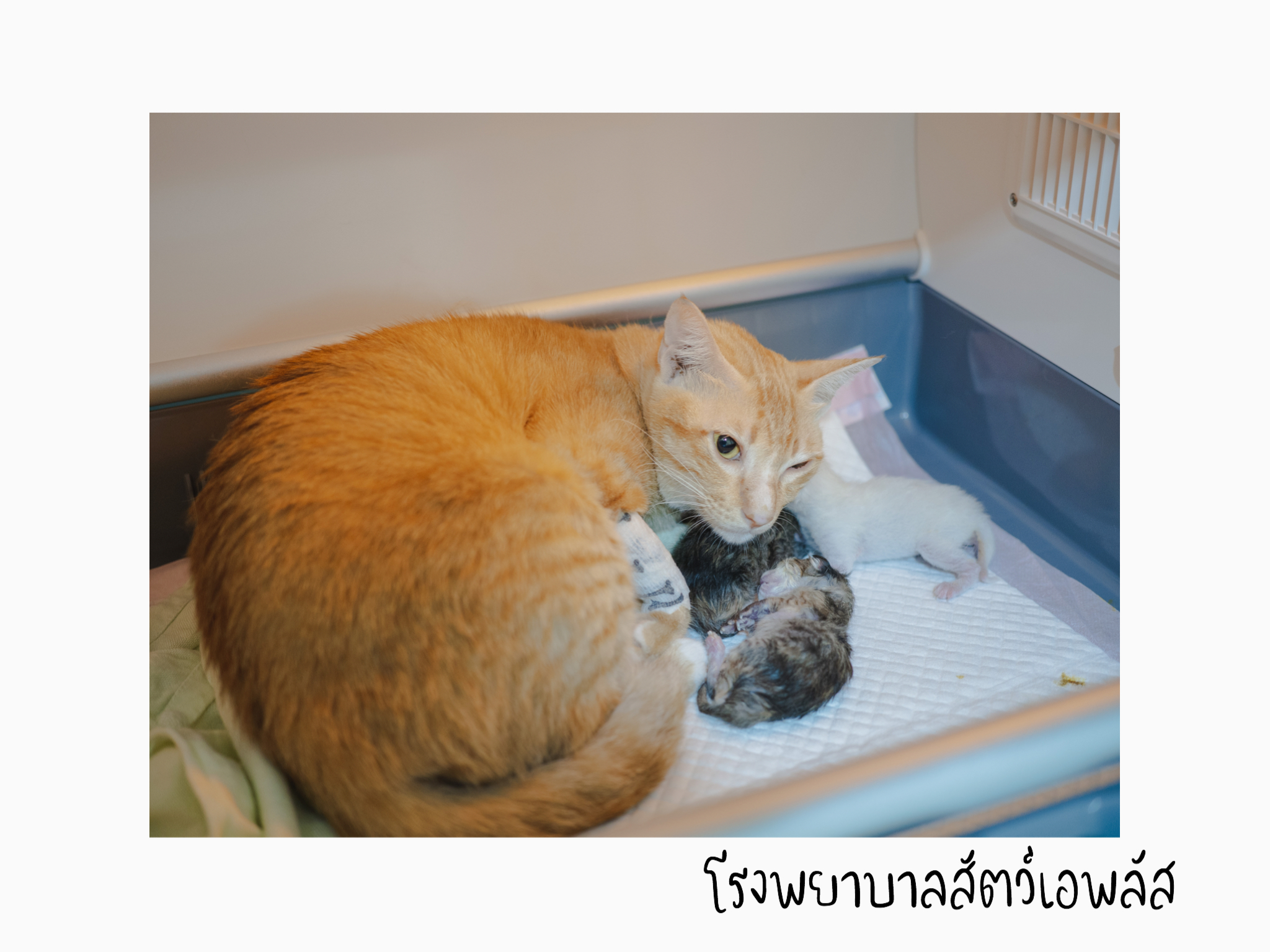 aplus animal hospital