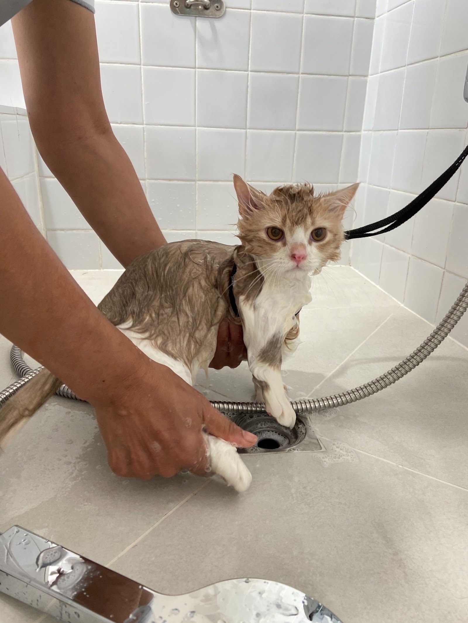 Arak Animal Hospital Phetkasem