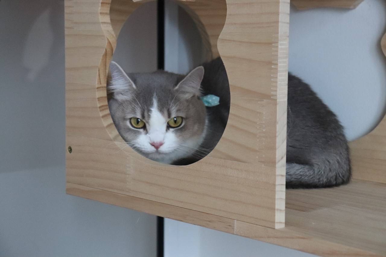 Arya Pet Wellness Center