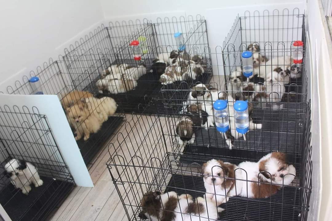 Baan Kibzaa Shihtzu