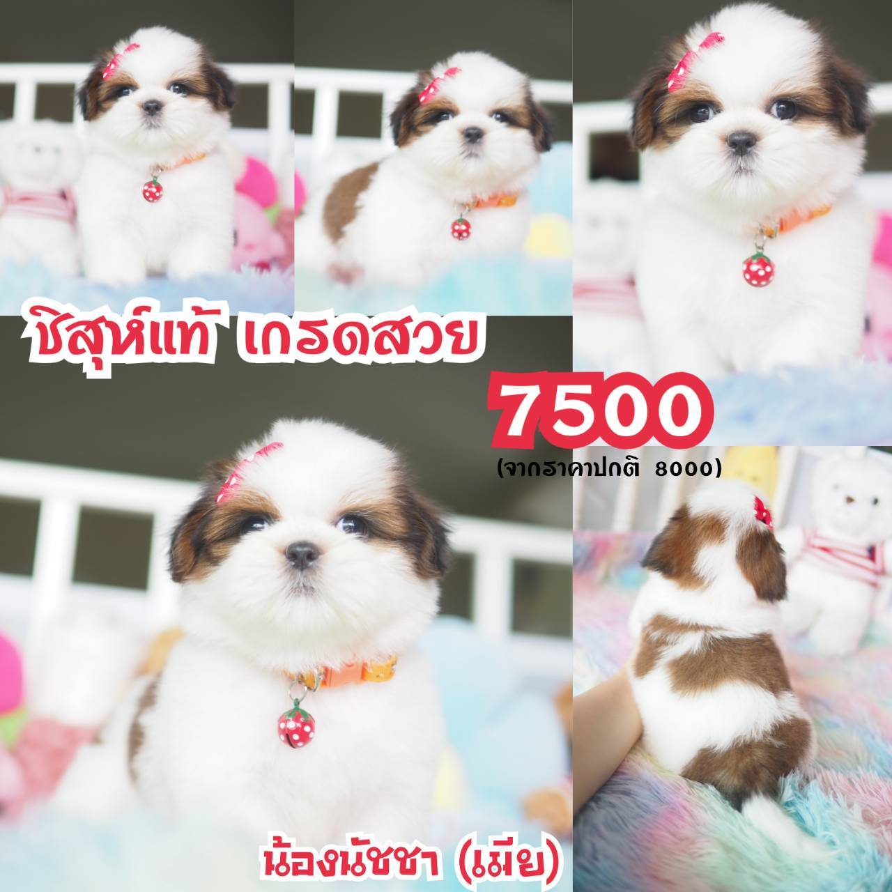 Baan Kibzaa Shihtzu