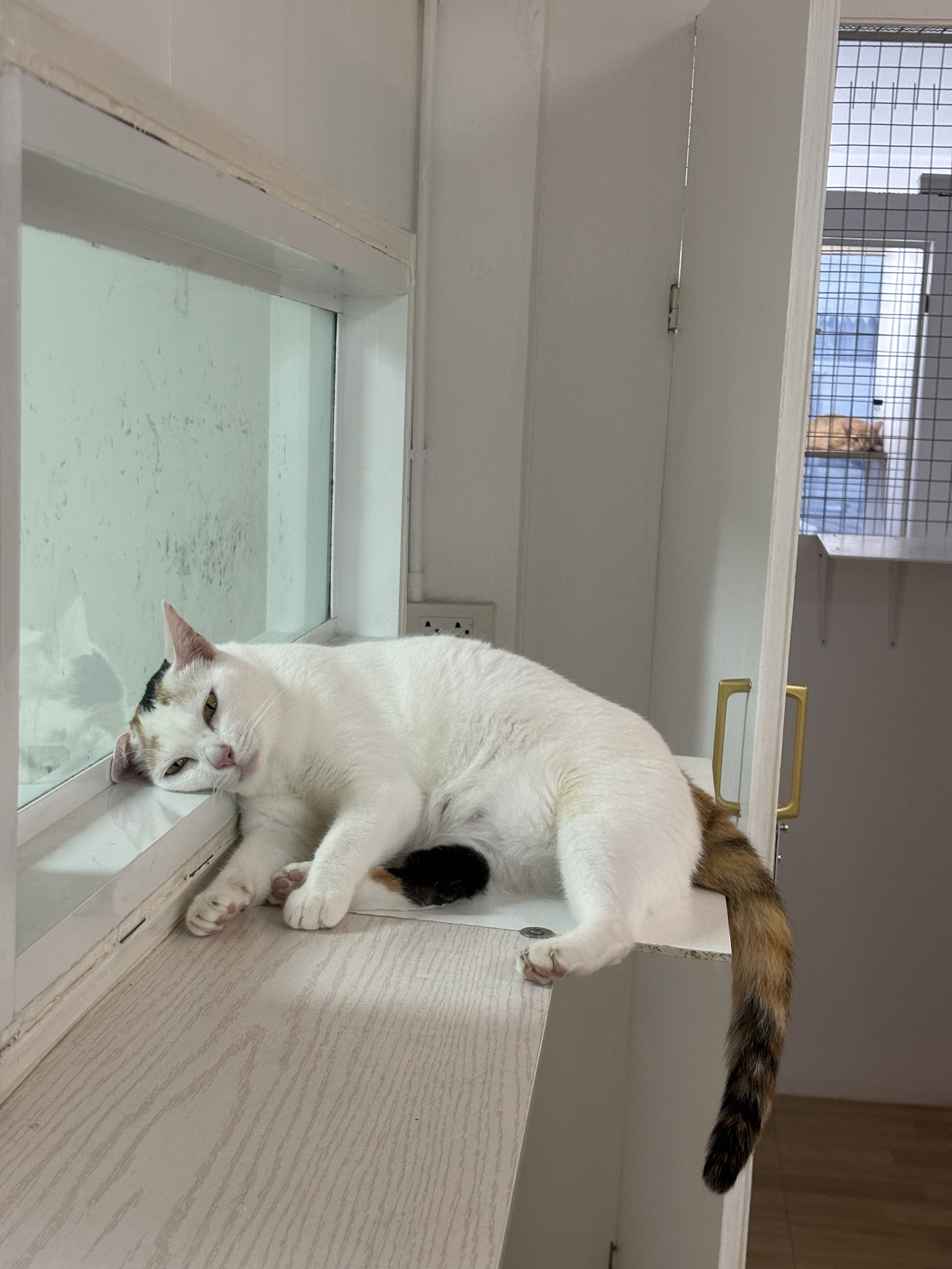 Baan Sena 2 Animal Clinic