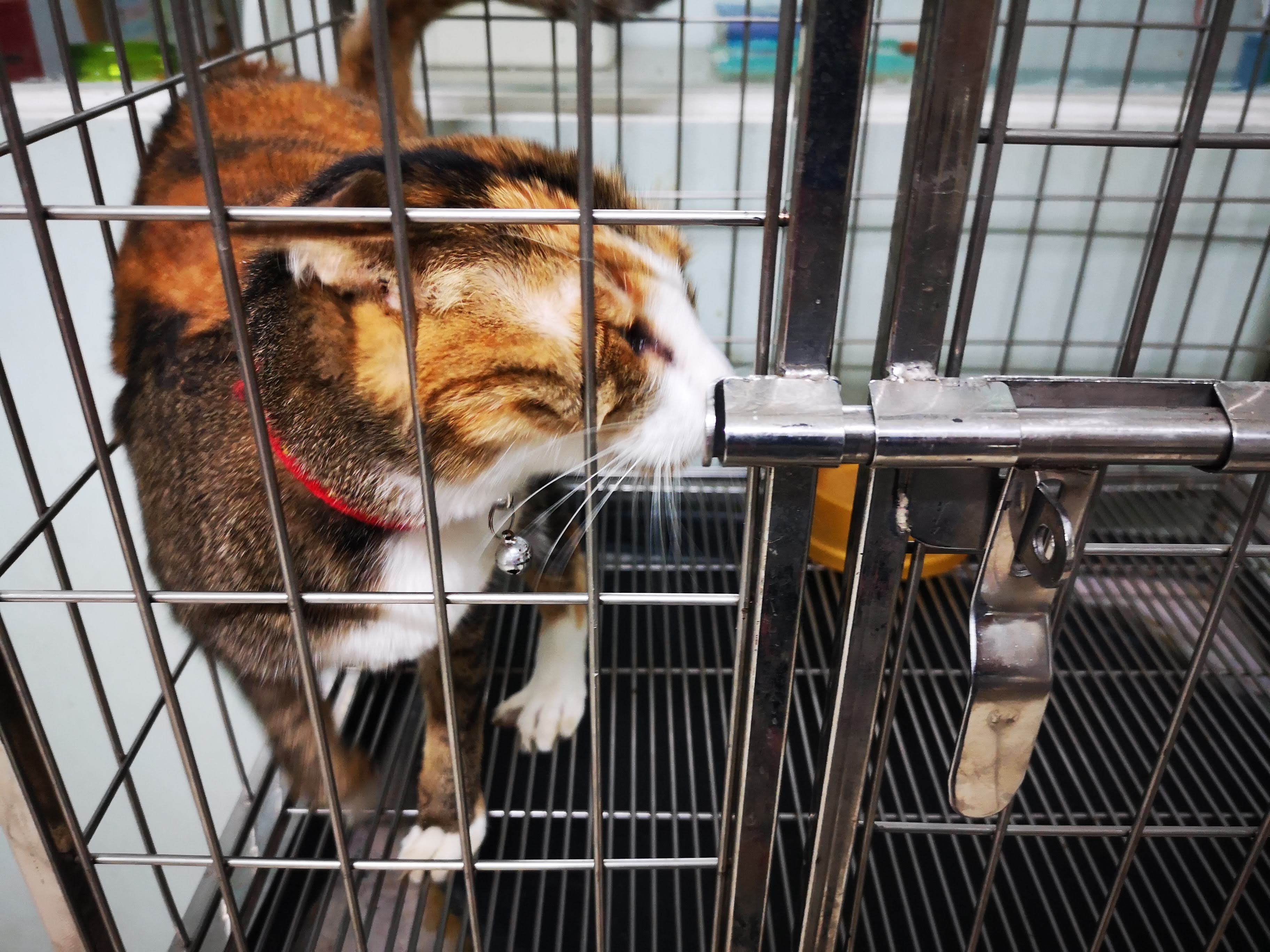 Bang Pakok Animal Hospital