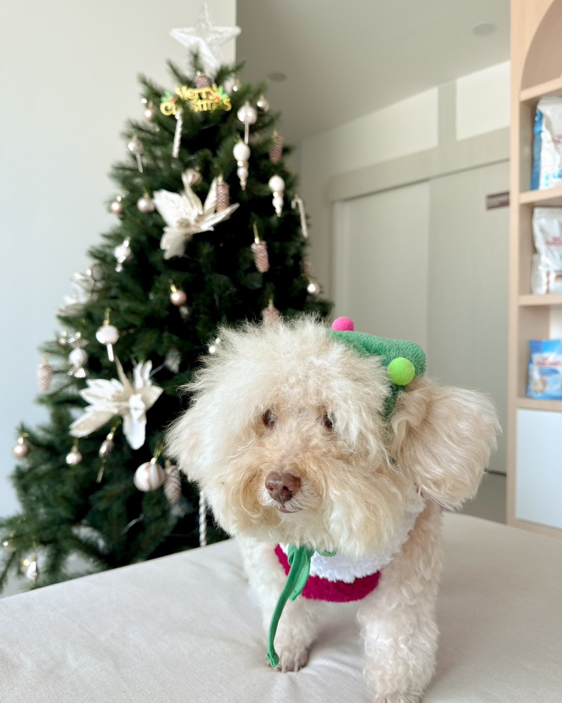 Bangkok Vet Health Animal Hospital
