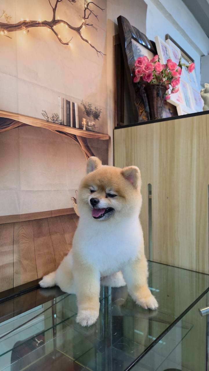 Bath and grooming dogs and cats, fat grooming, Phra Khanong, Sukhumvit