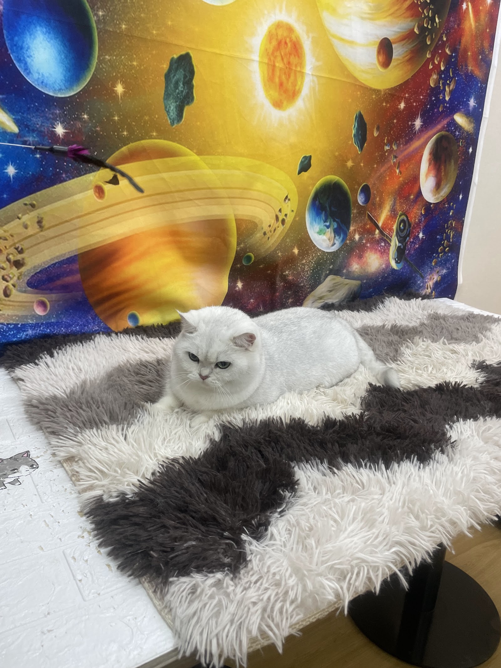 Bath and grooming dogs and cats, fat grooming, Phra Khanong, Sukhumvit
