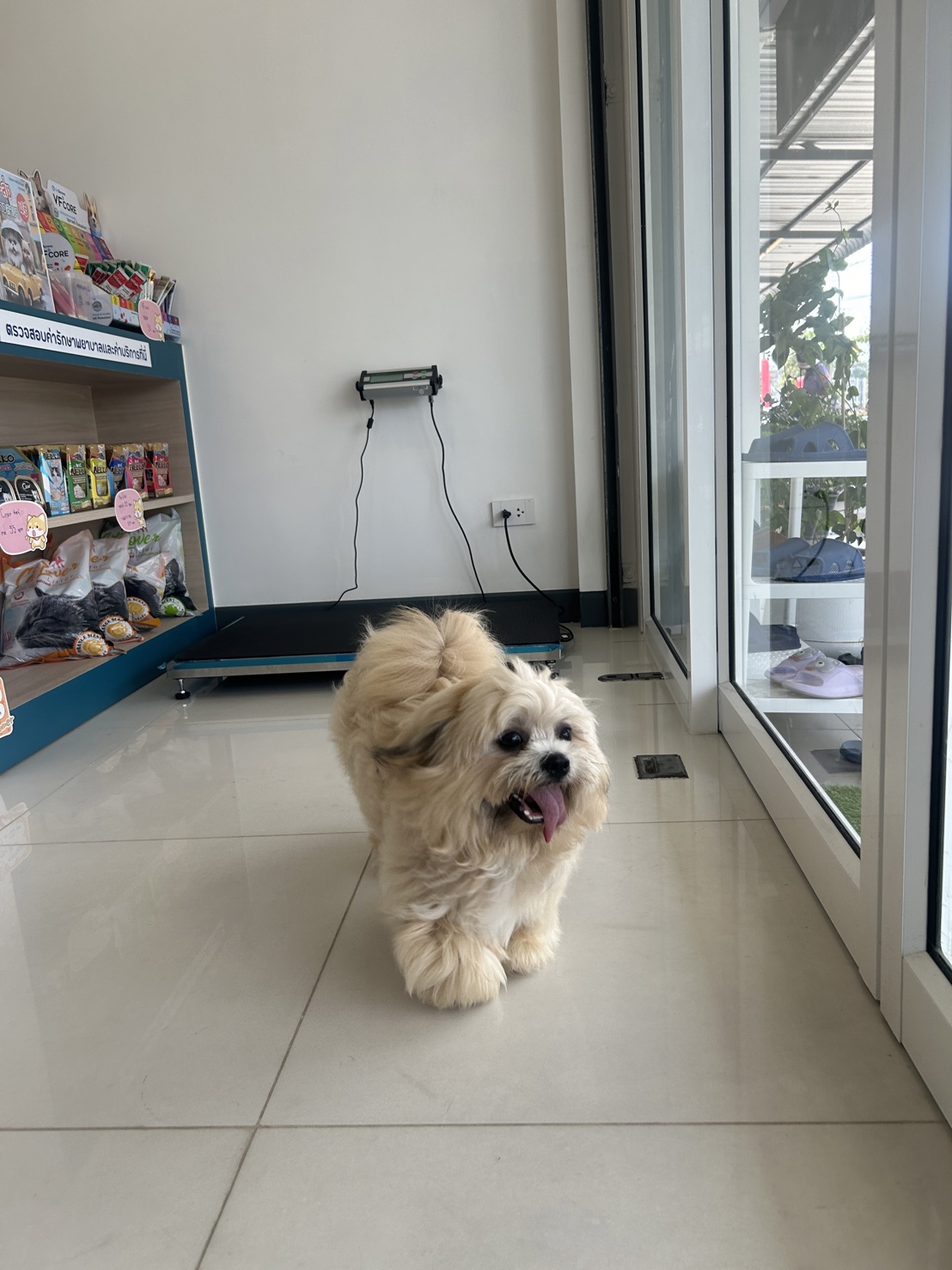 BMH Animal Hospital Bang Kae