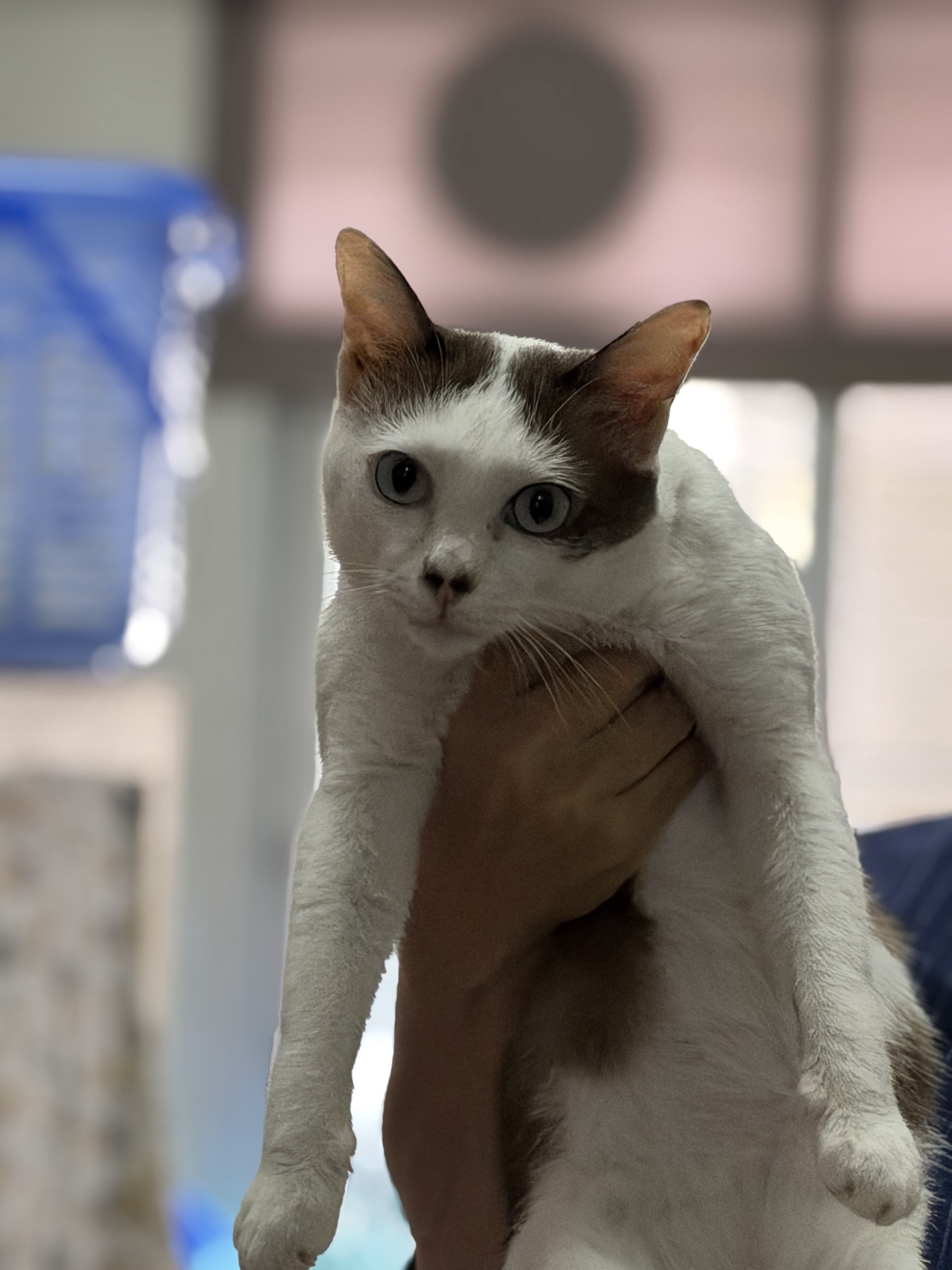 BP Pet Clinic
