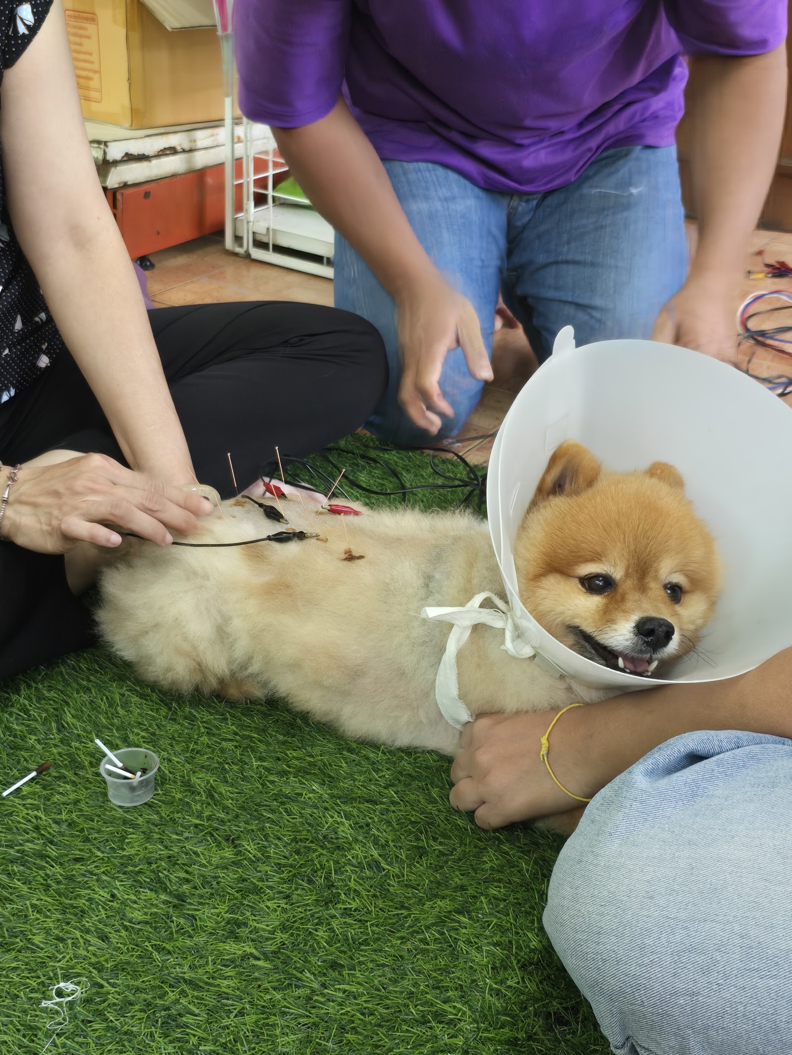 Bueng Thong Lang Animal Hospital