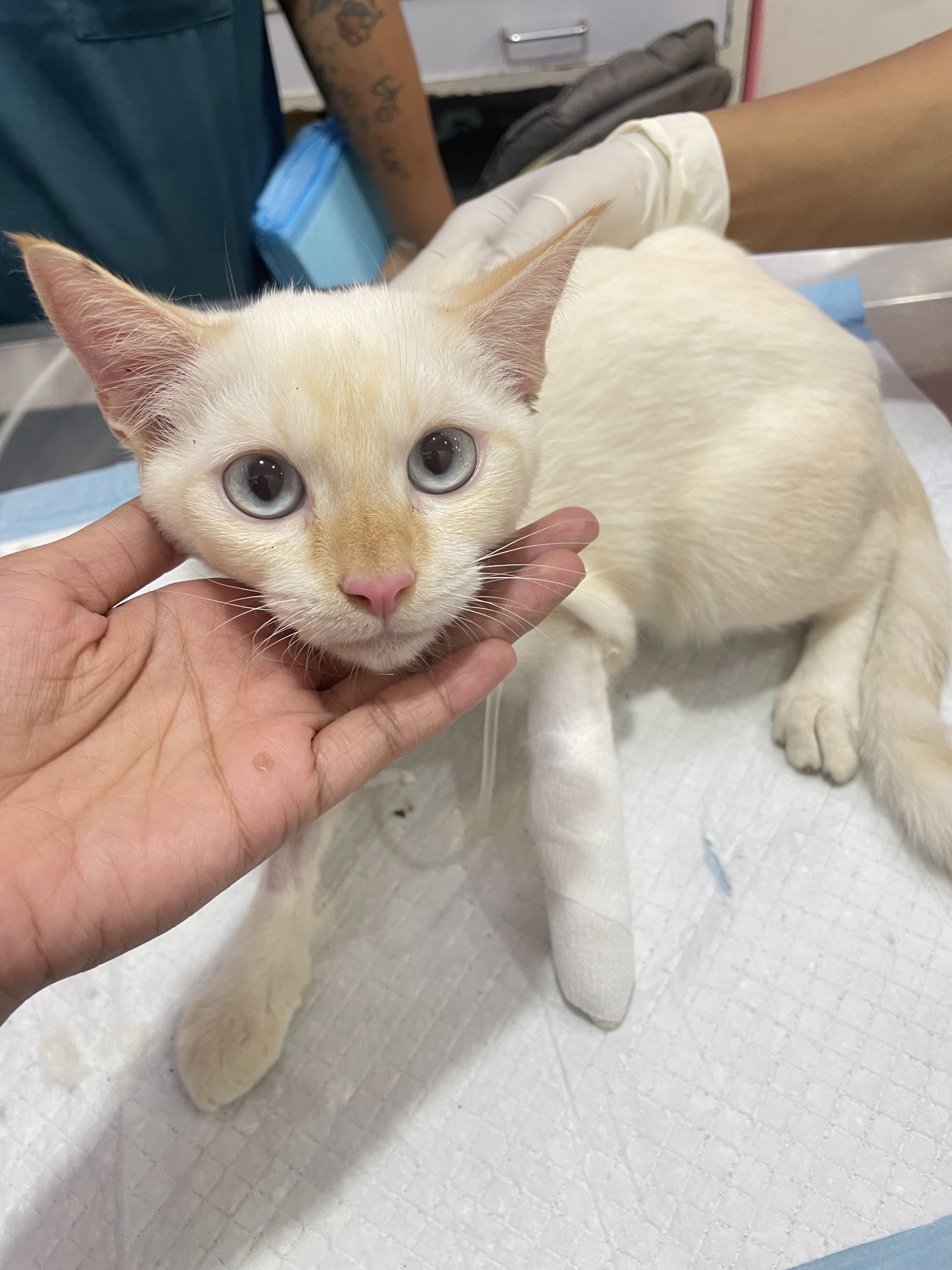 Bunkhum Veterinary