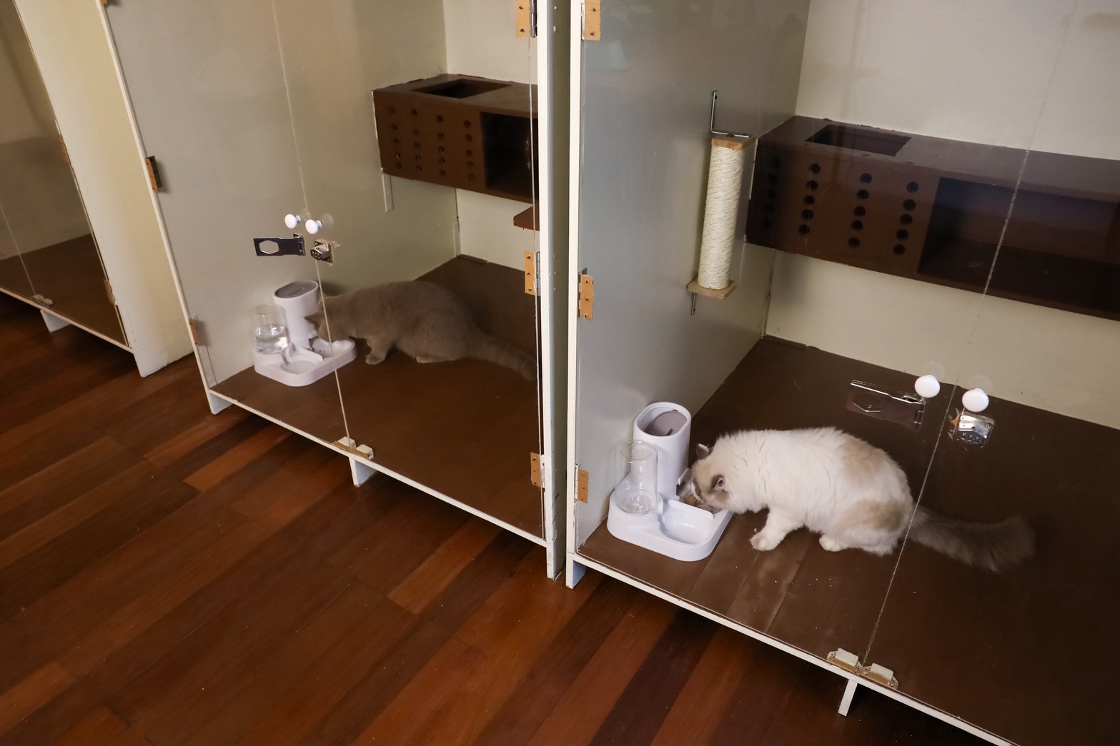 Buttercup Cat Hotel