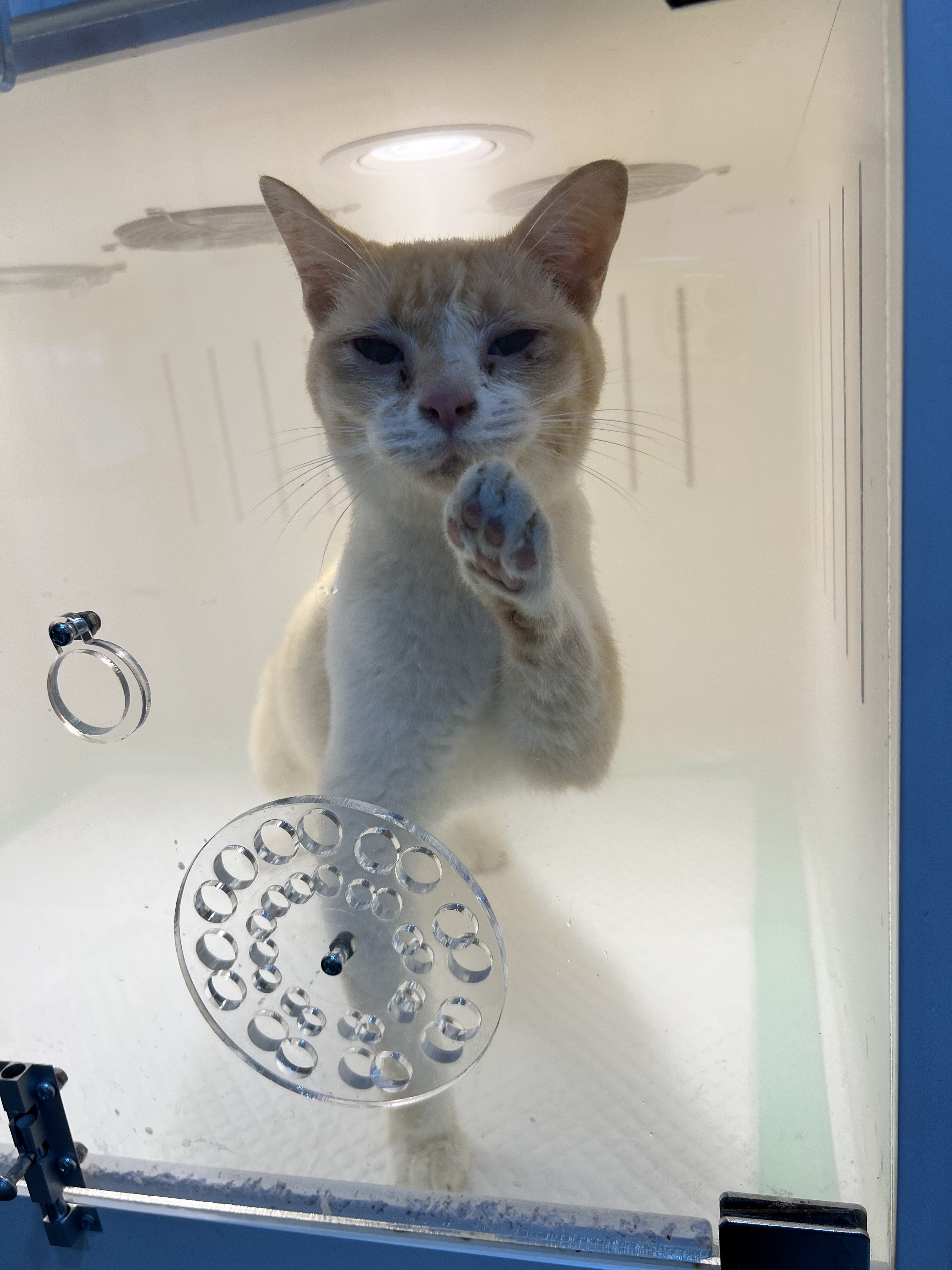 Cafina Pet Hospital