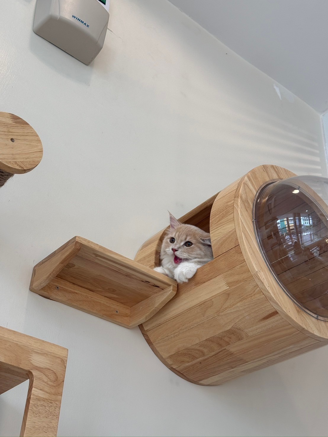 Cafina Pet Hospital