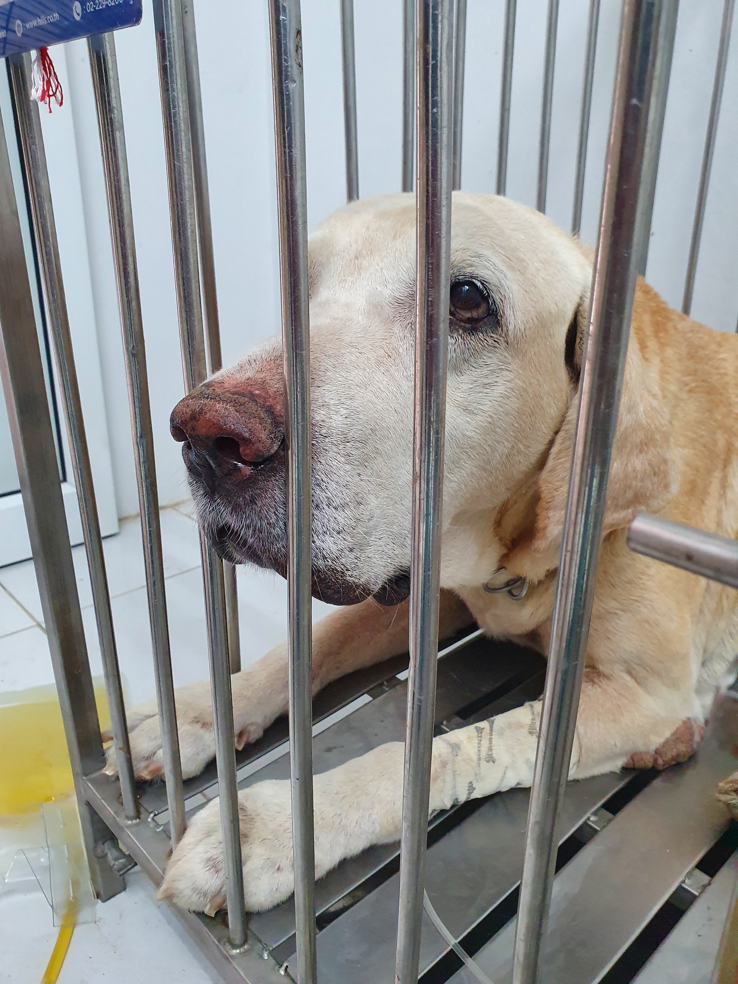 Chaengwattana Animal Hospital,