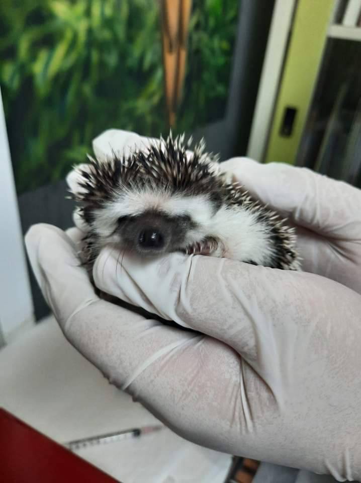 Chai Prasert Pet Clinic