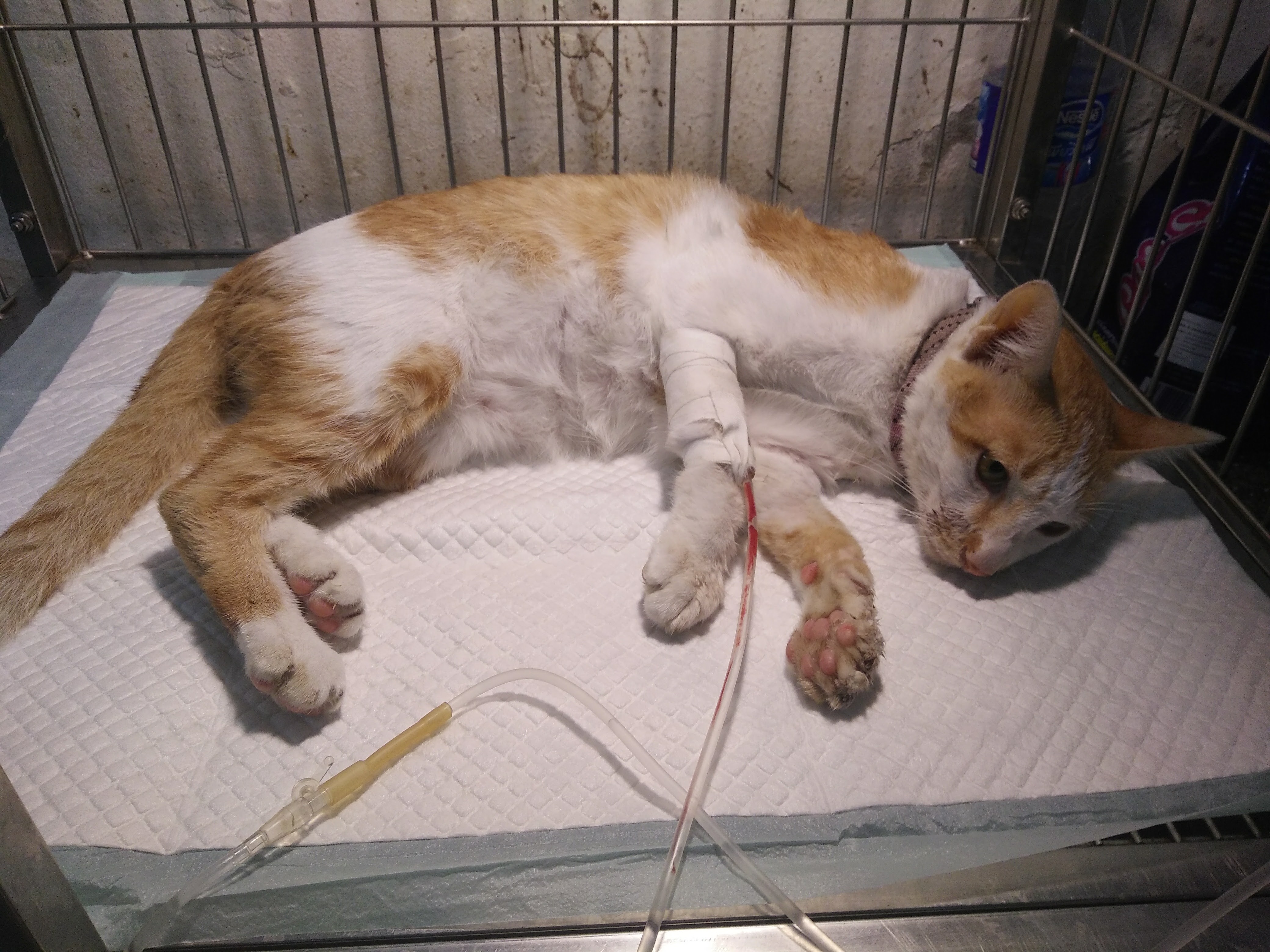 Chokchai 4 Animal Hospital