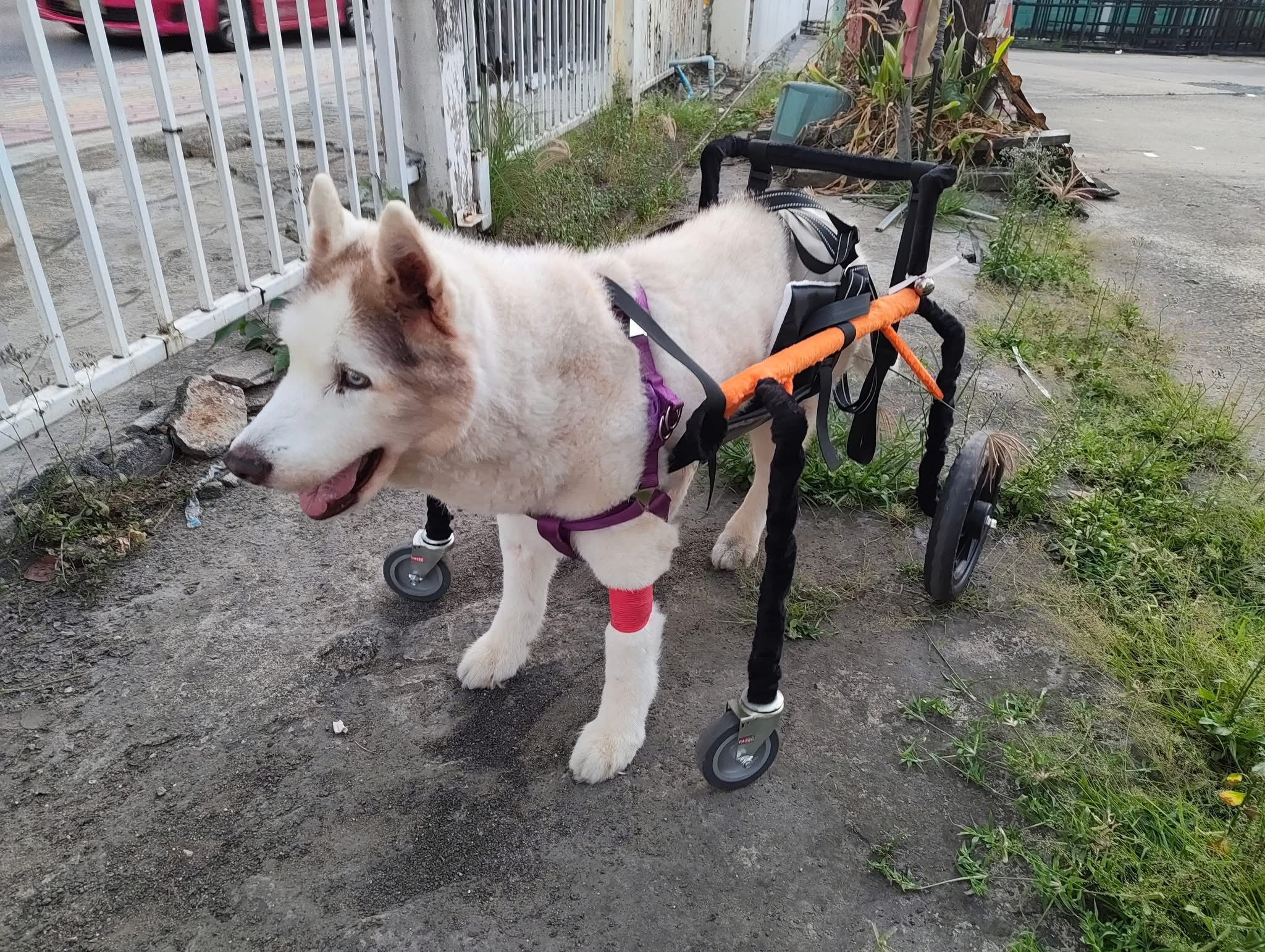 Crystal Pet Hospital