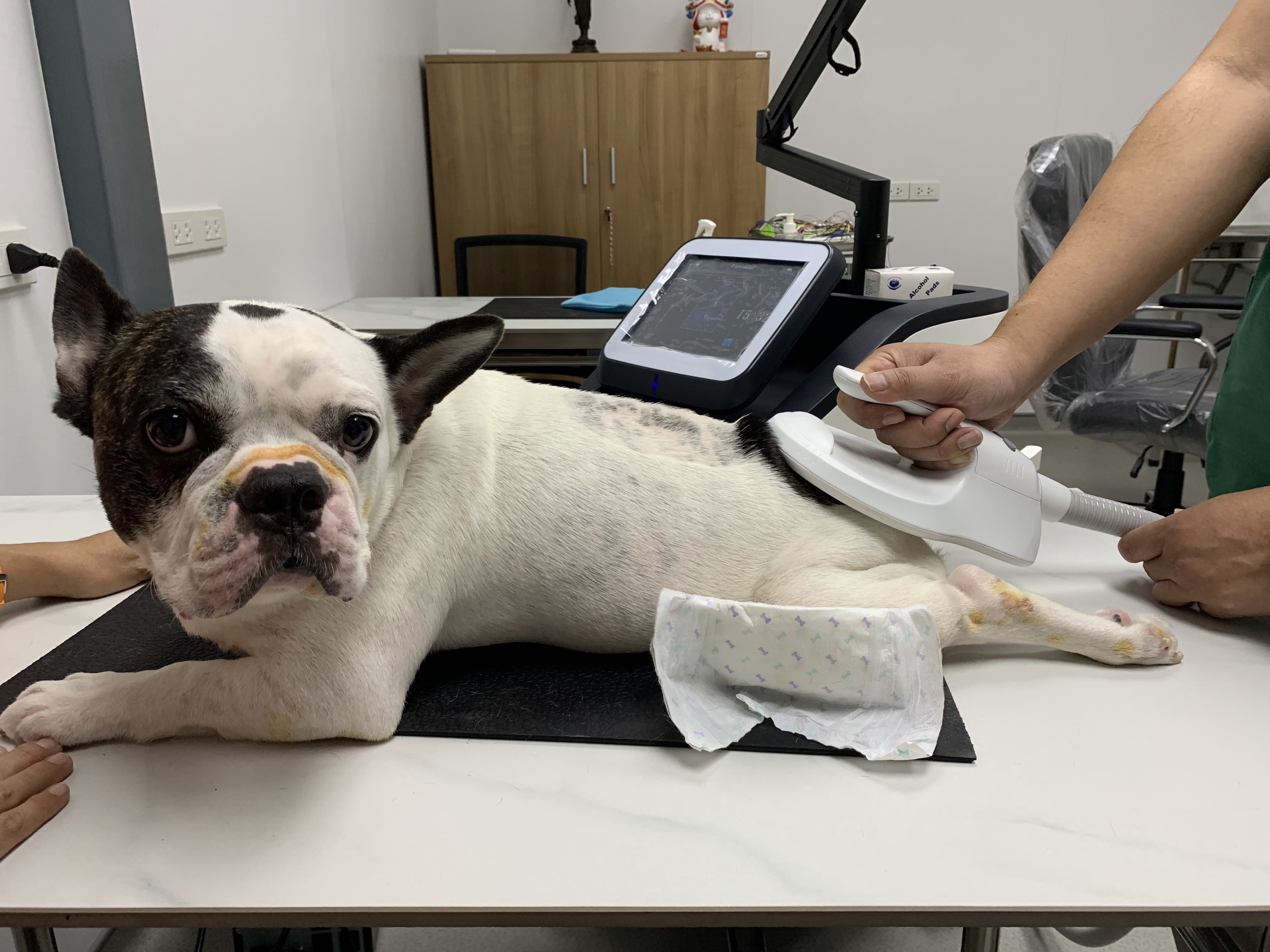 D-SCIENCE PET WELLNESS