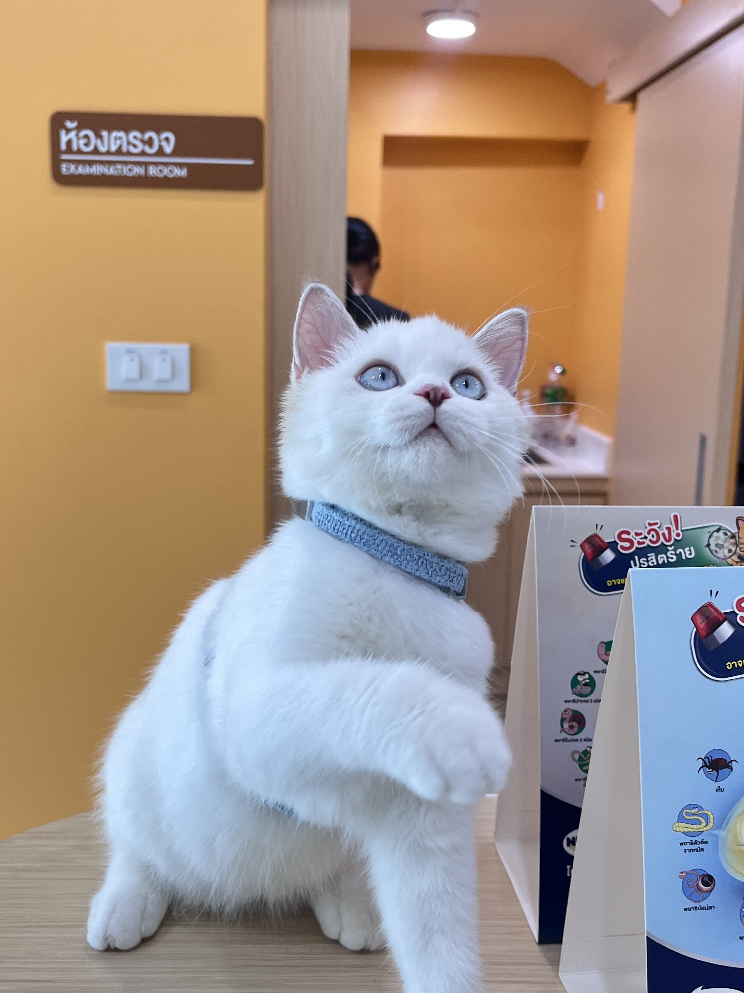 Daisy Sun Animal hospital