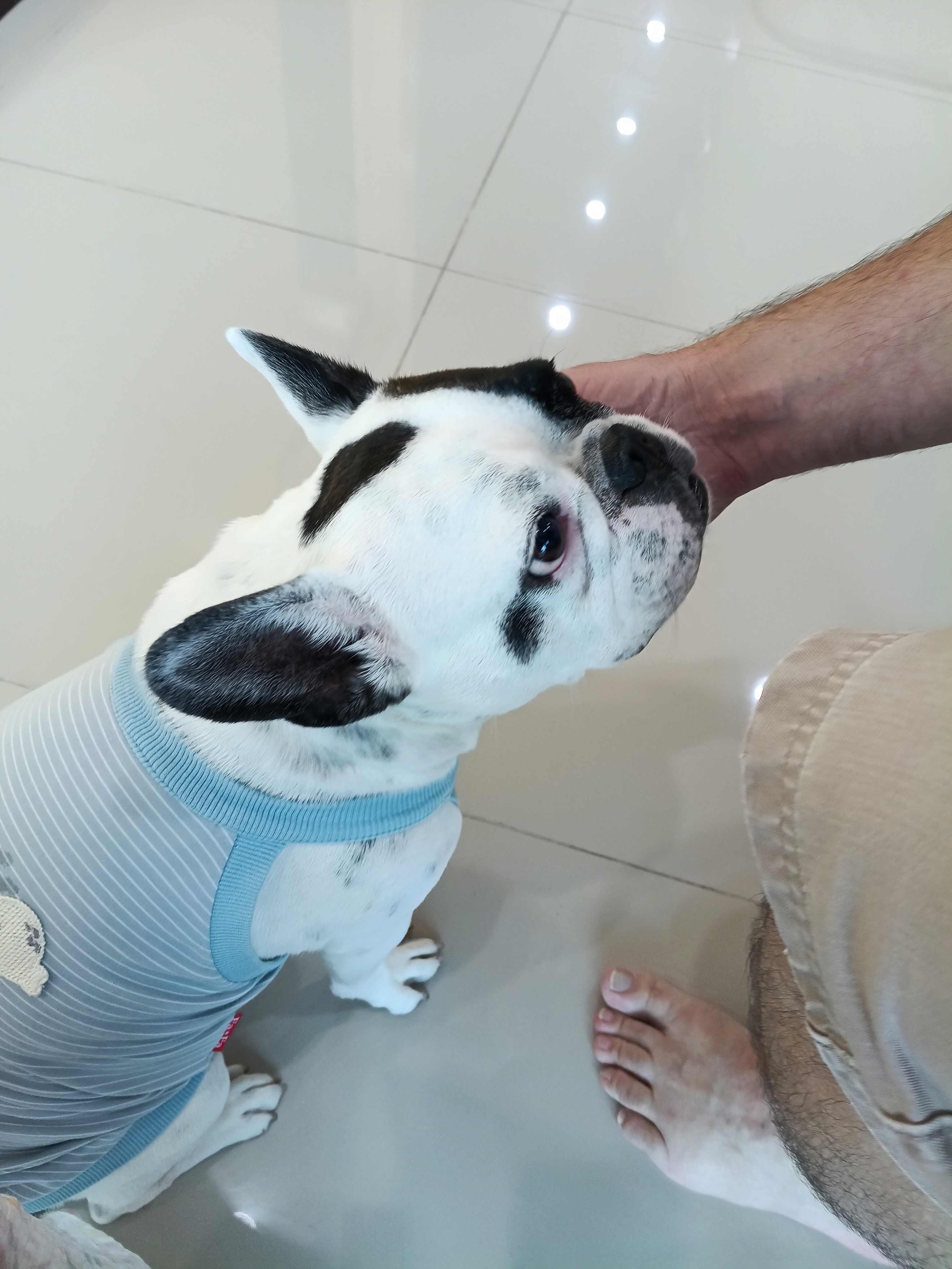 Daisy Sun Animal hospital