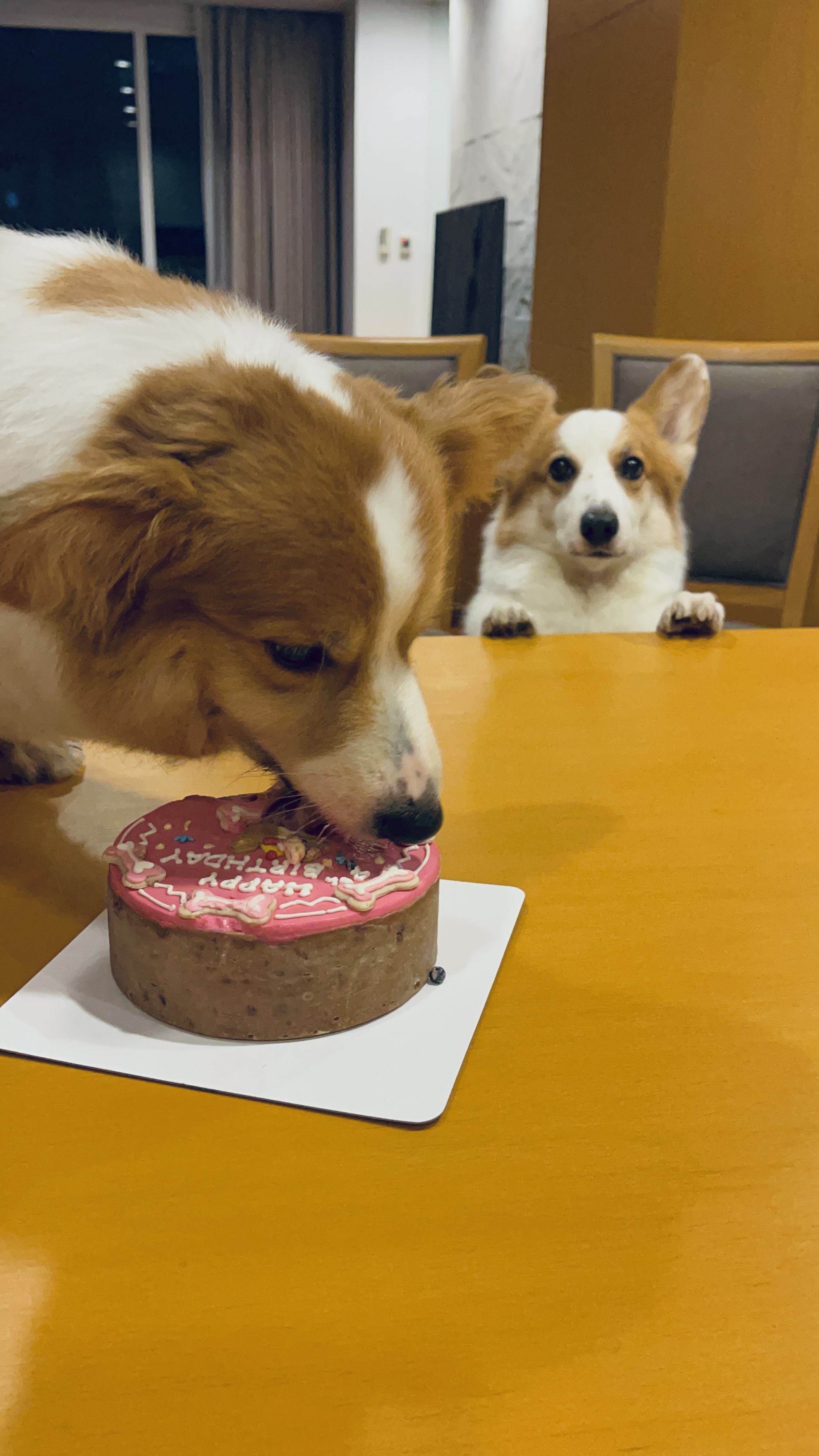 Dogkery Cafe