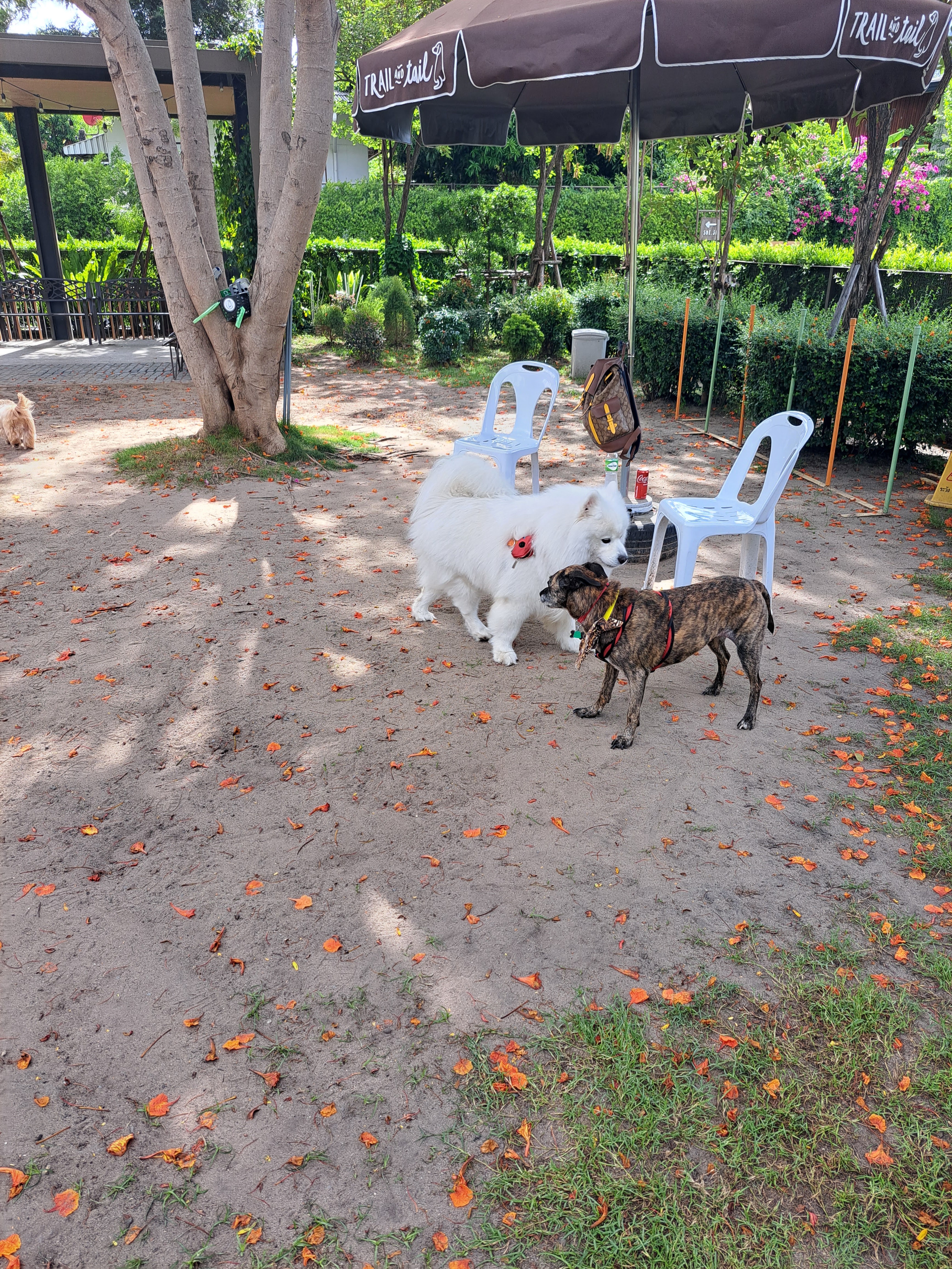 Dogkery Cafe