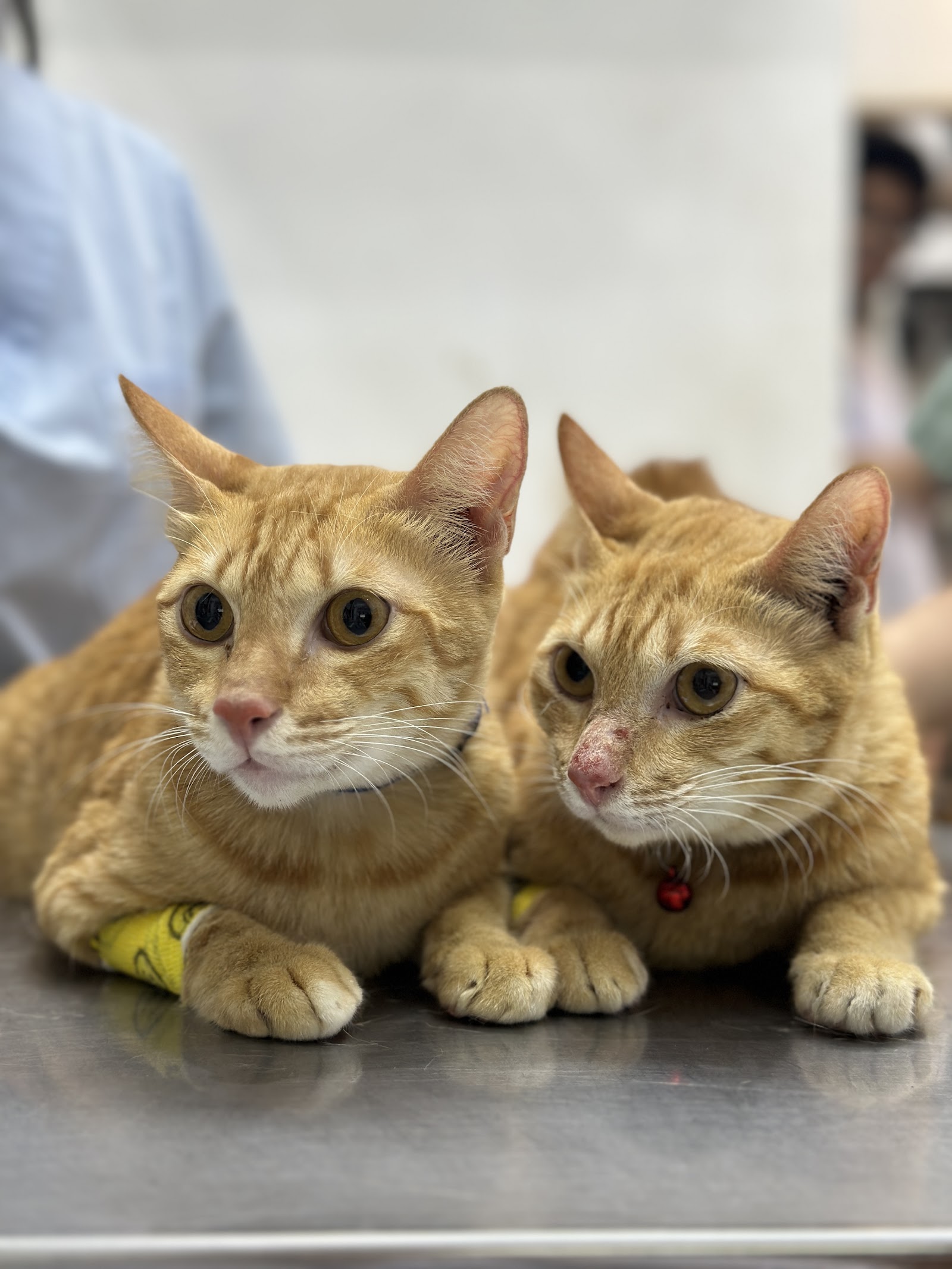 Dr. Chula's Small Animal Clinic