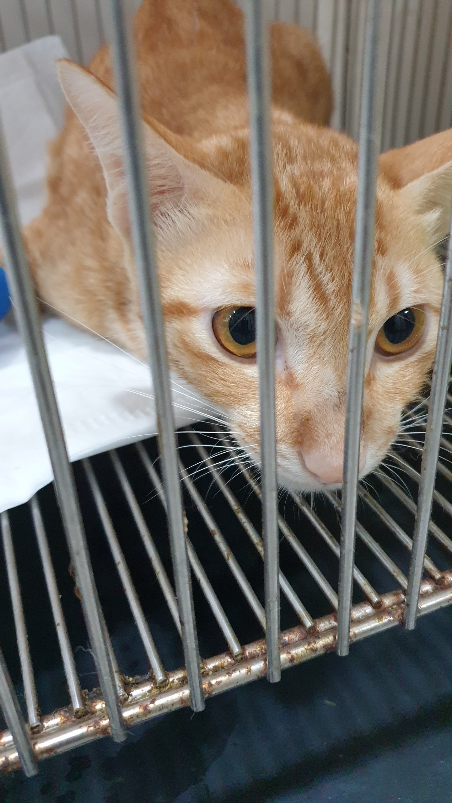 Dr. Pet Animal Hospital , Doctorpet Animal Hospital