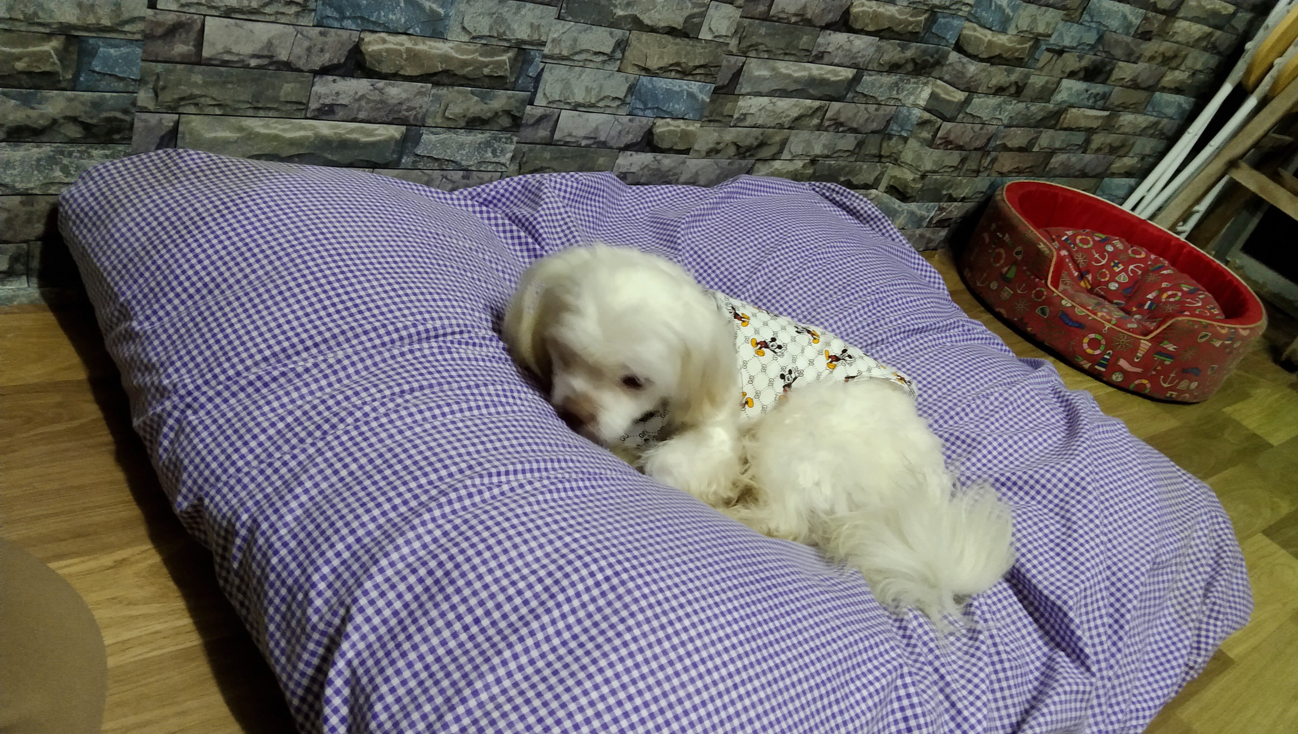 First Care Animal Hospital