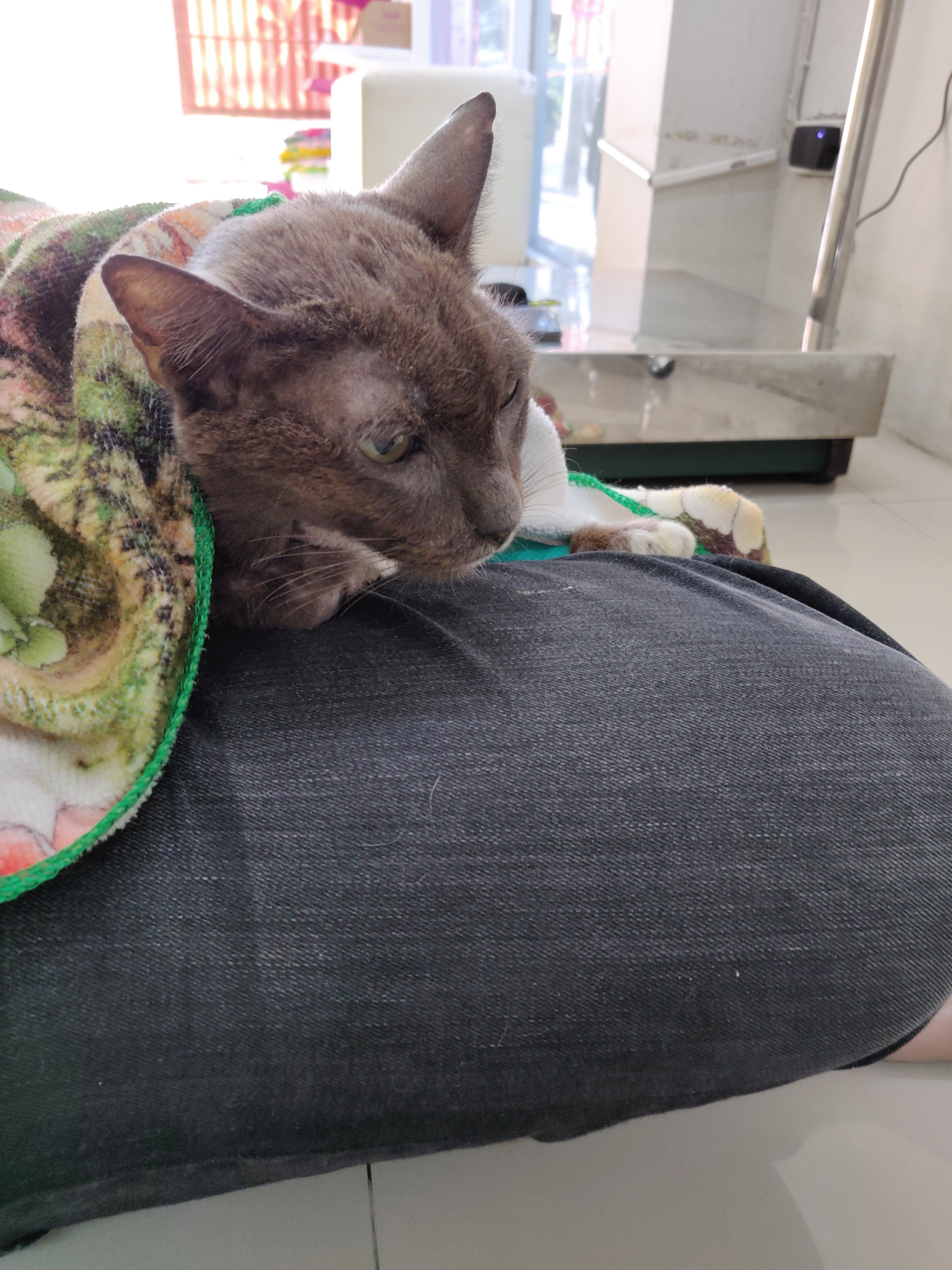 Golden Family Animal Treatment Clinic