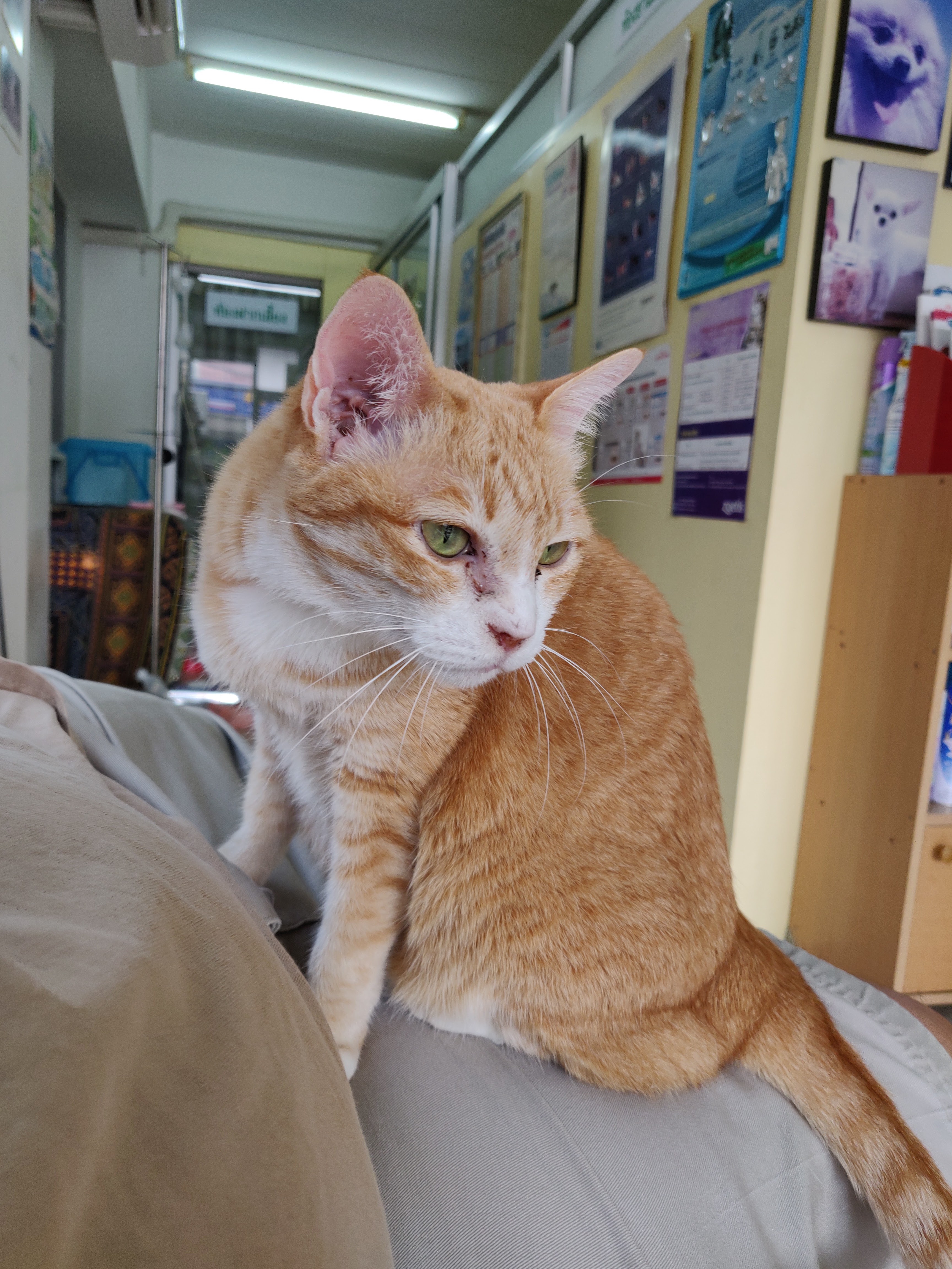 Golden Family Animal Treatment Clinic