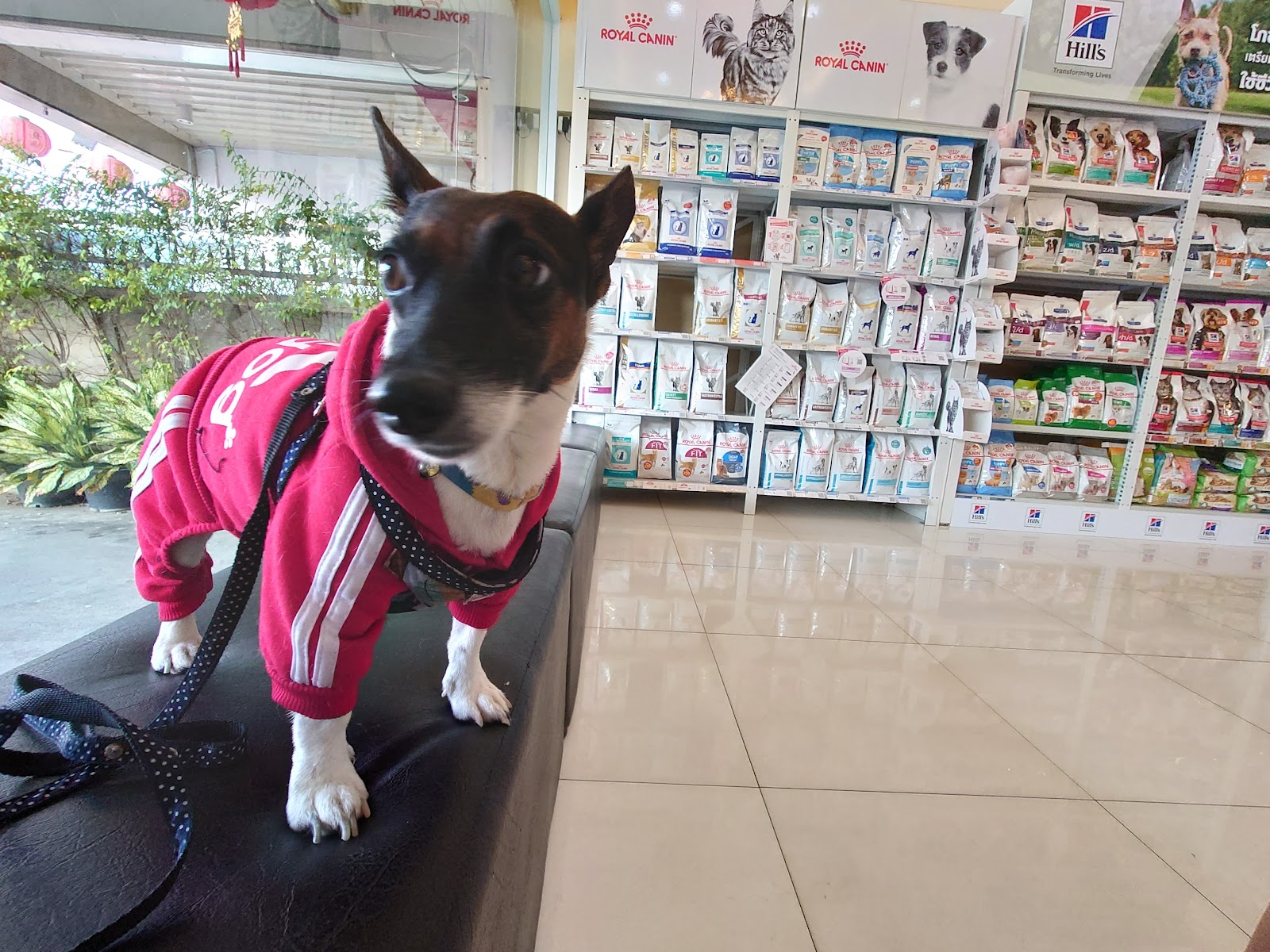 Grand Avenue Pet Hospital