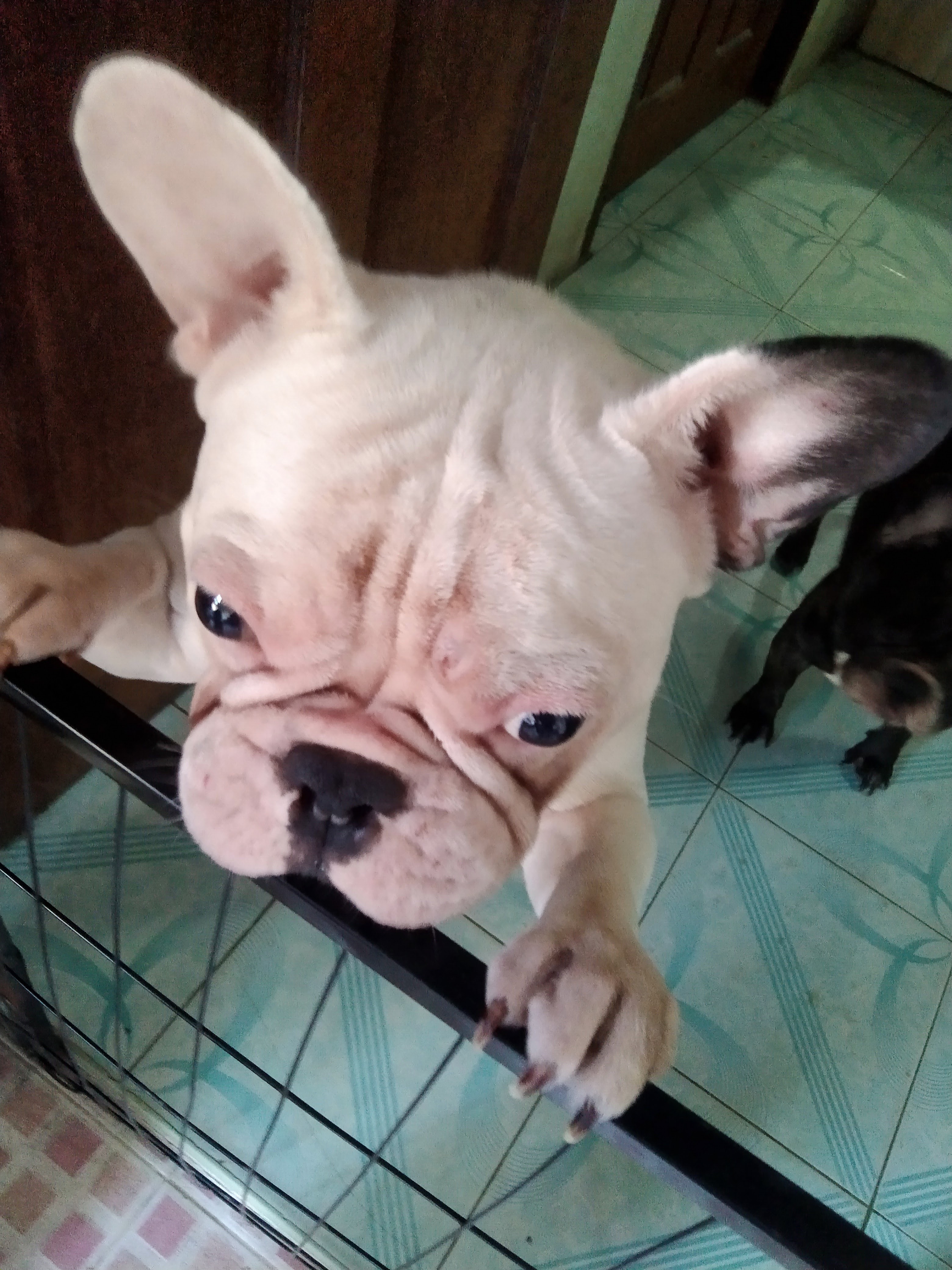 Healthy Pet Care Animal Care