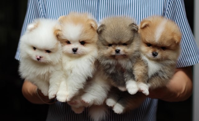 Hero's Pom