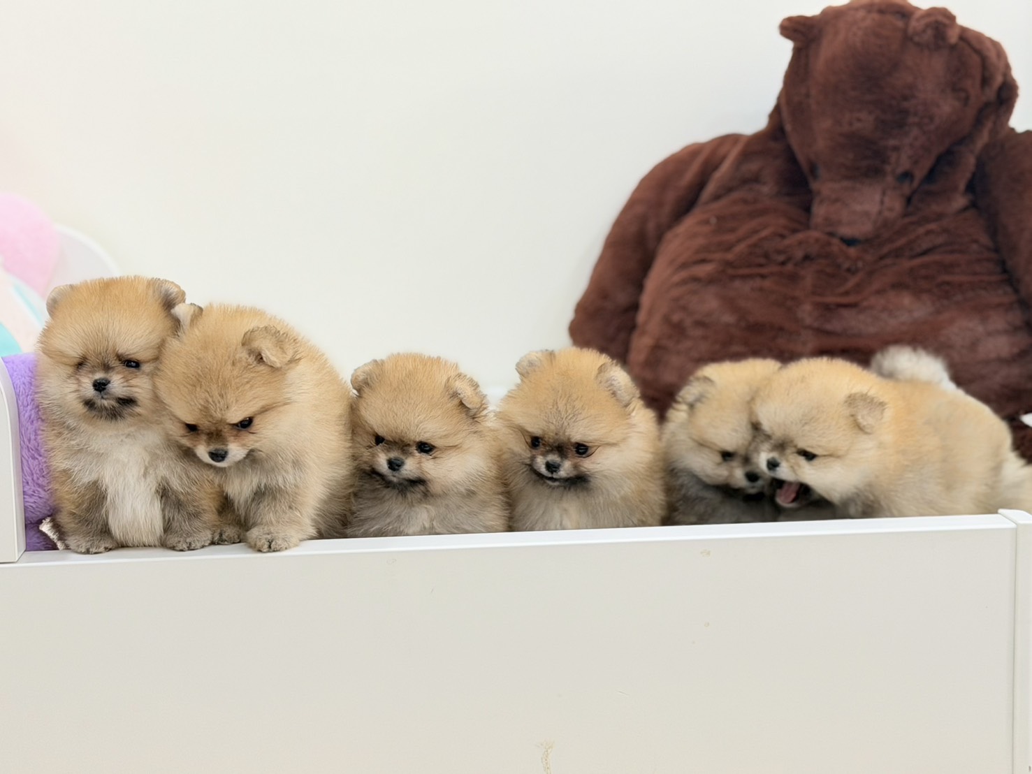 Hero's Pom